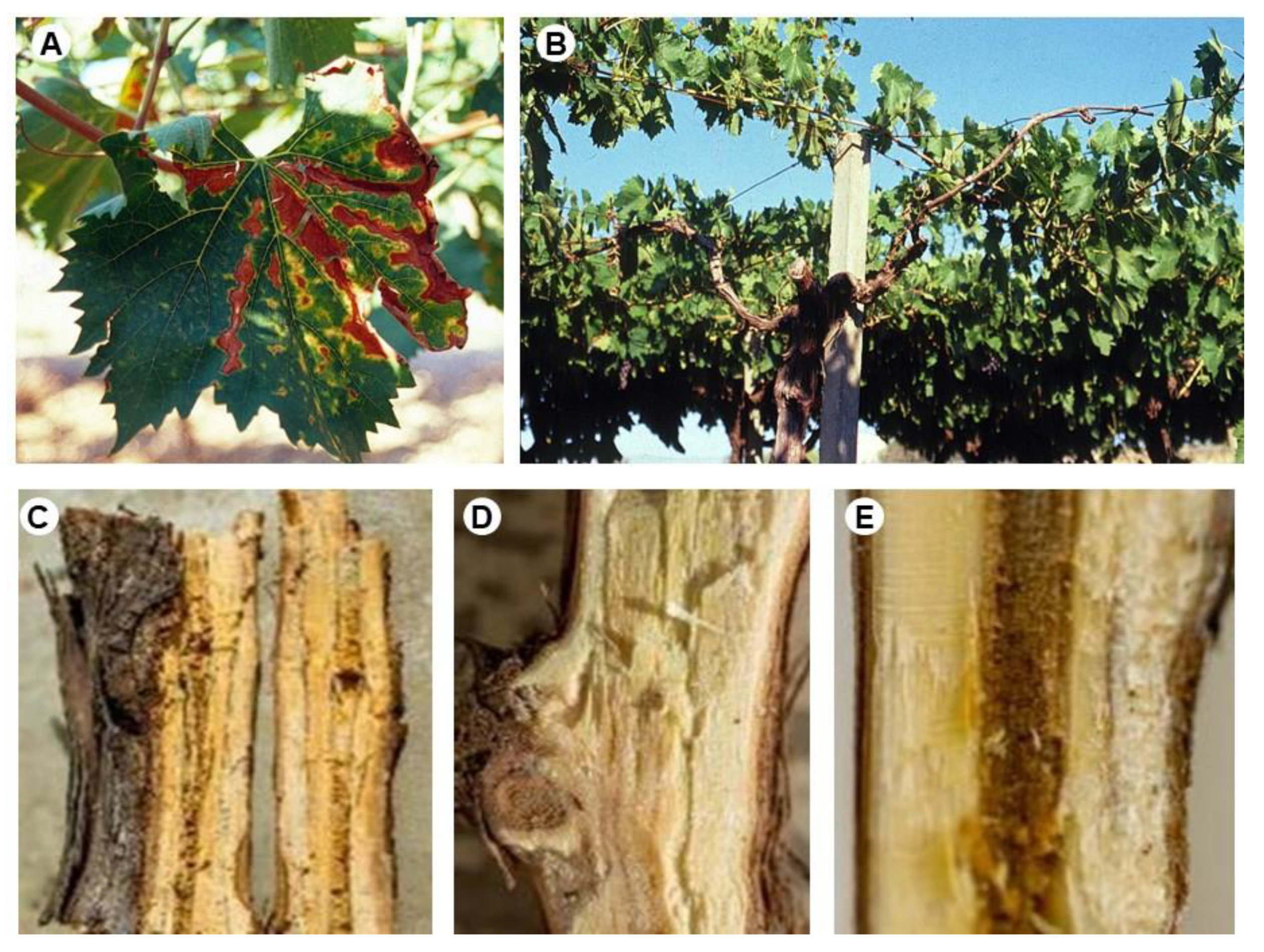 Microorganisms 11 02099 g001