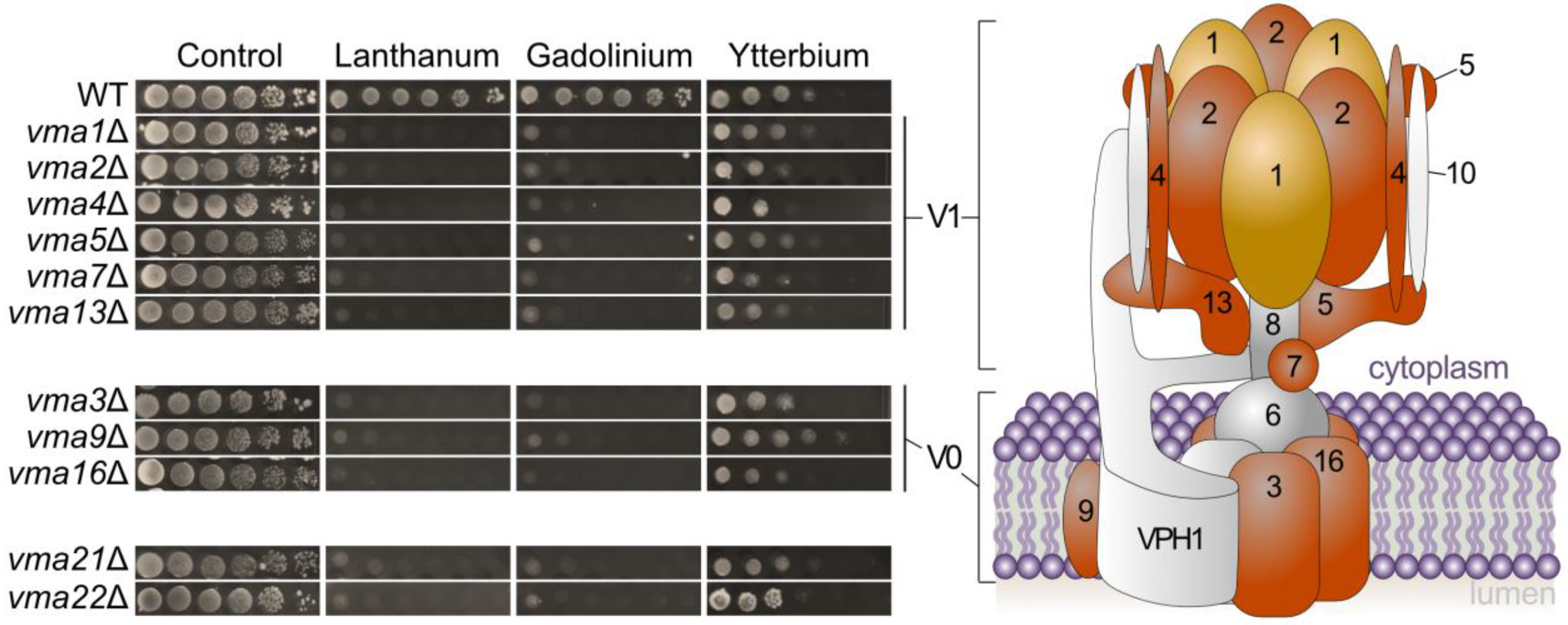 Microorganisms 11 02113 g006 Microorganisms 11 02113 g006