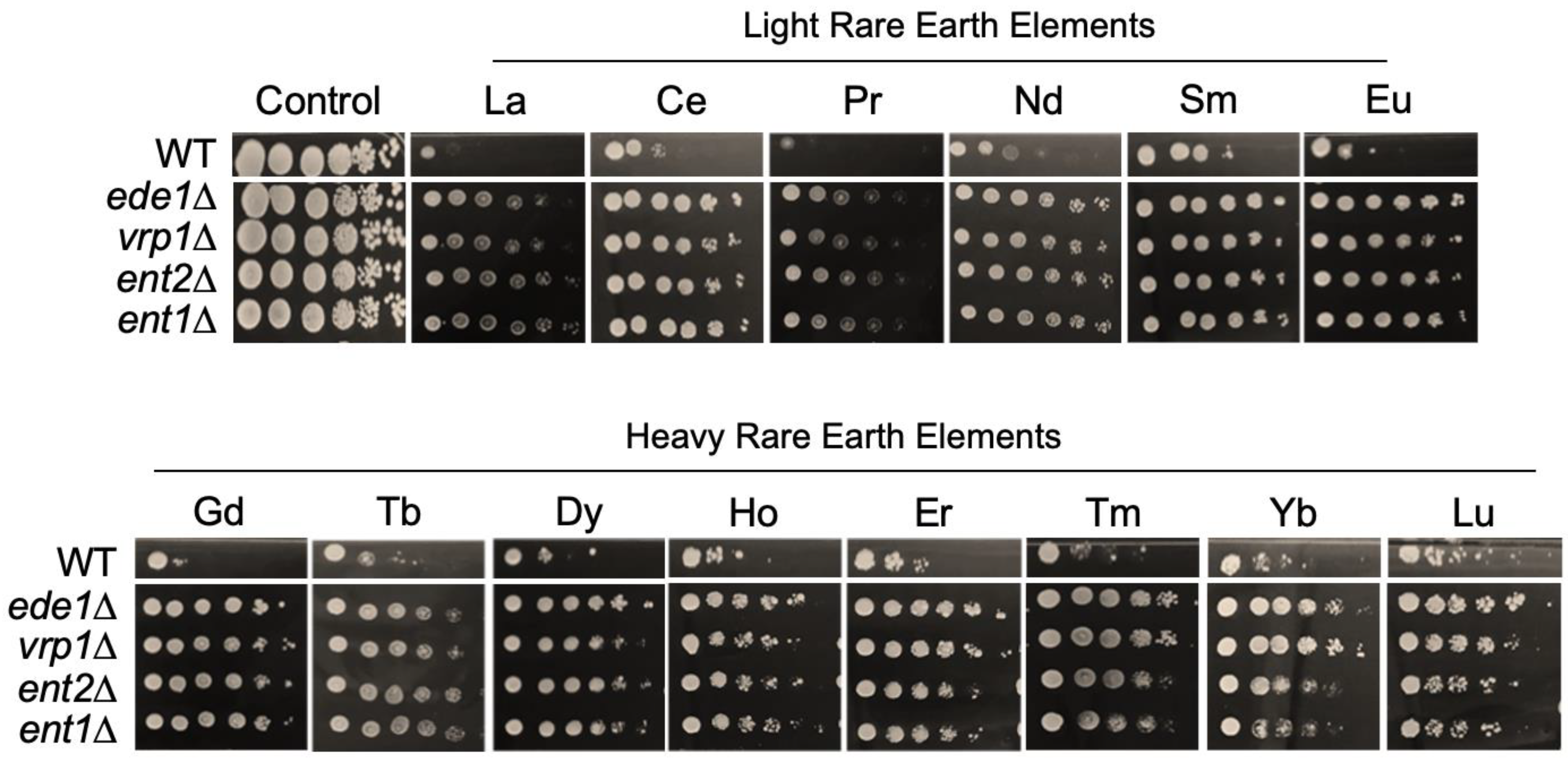 Microorganisms 11 02113 g007 Microorganisms 11 02113 g007
