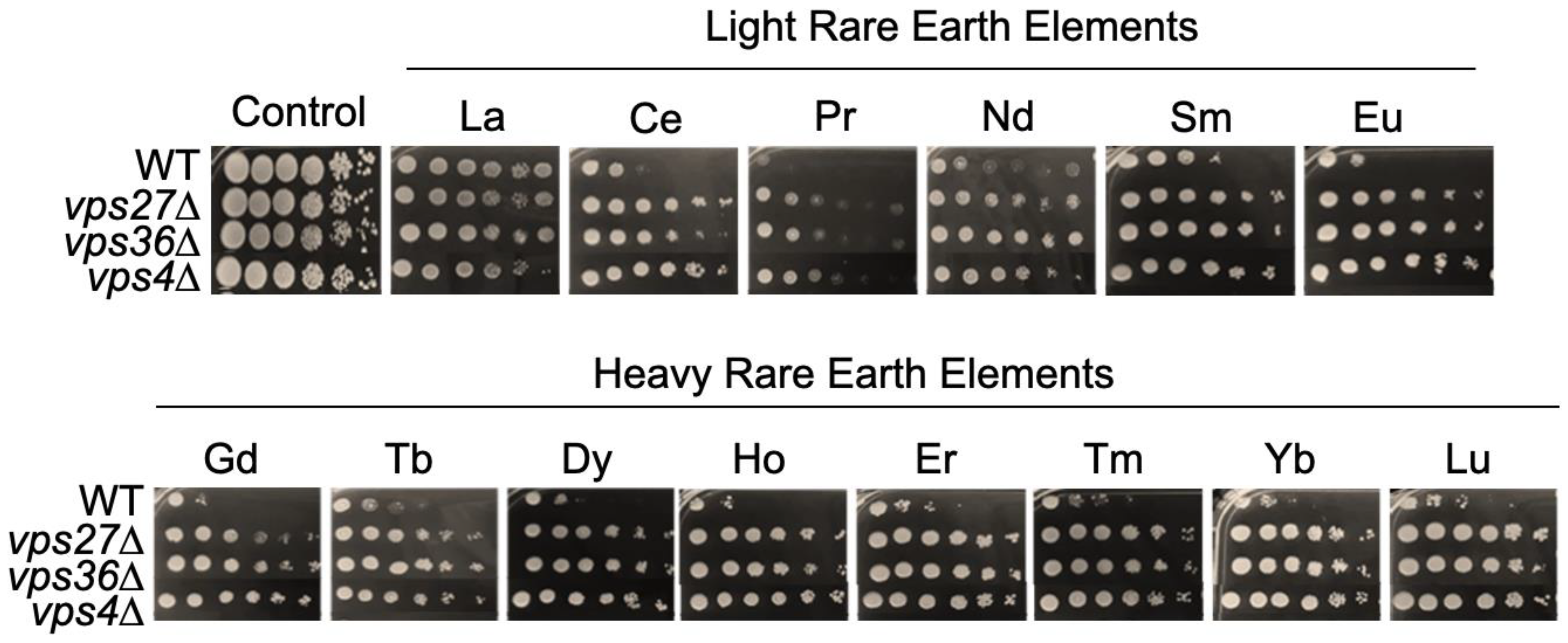 Microorganisms 11 02113 g008 Microorganisms 11 02113 g008