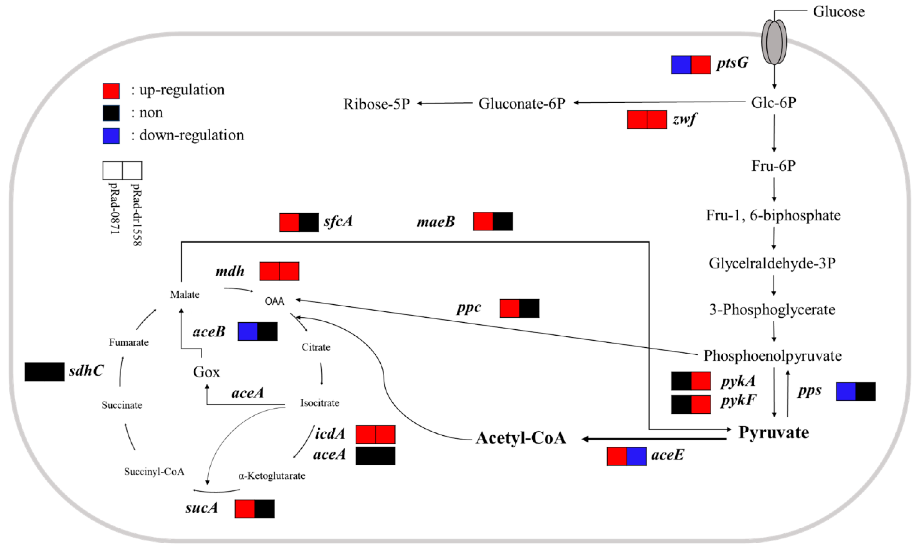 Microorganisms 11 02135 g007 Microorganisms 11 02135 g007