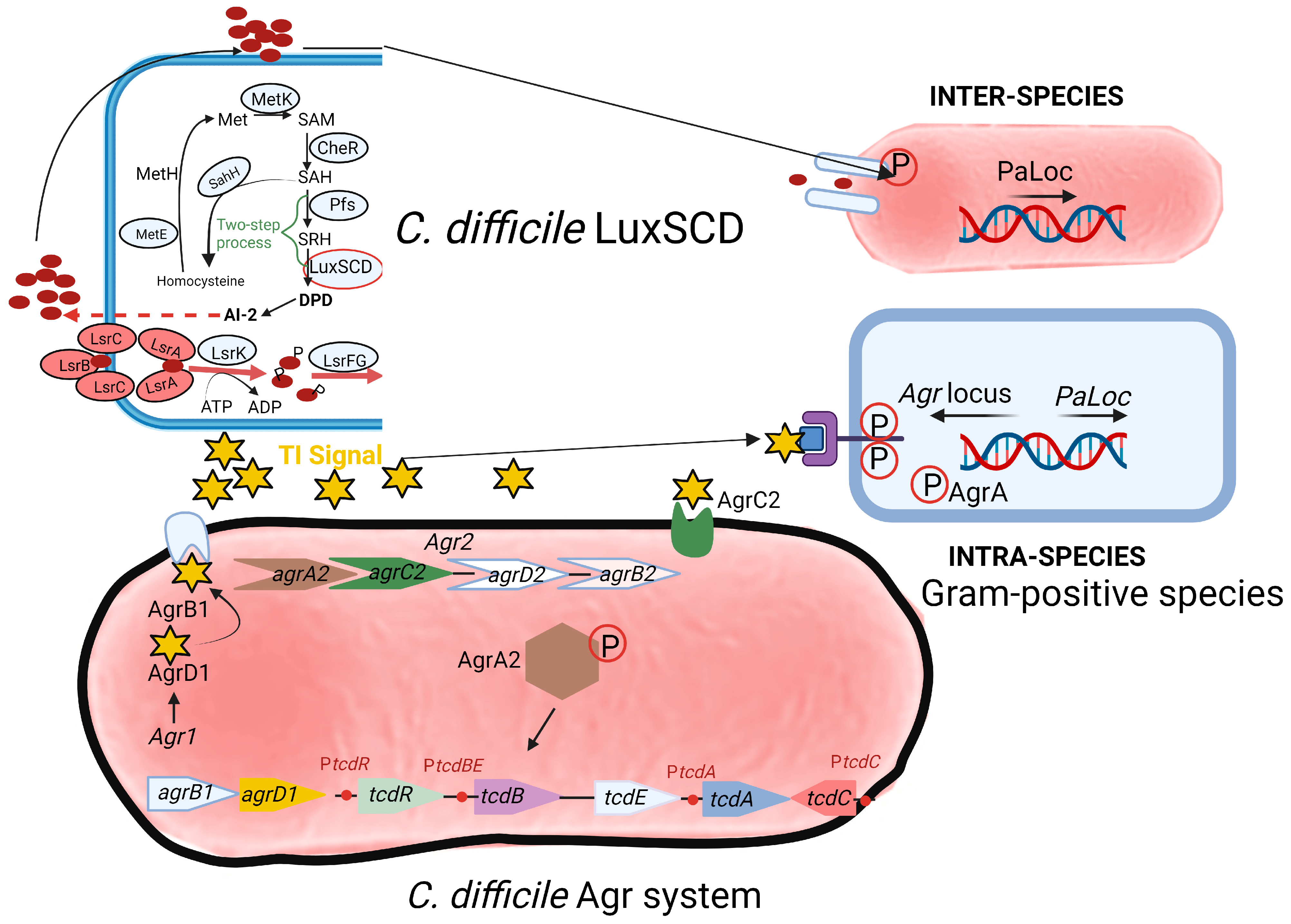 Microorganisms 11 02161 g002 Microorganisms 11 02161 g002