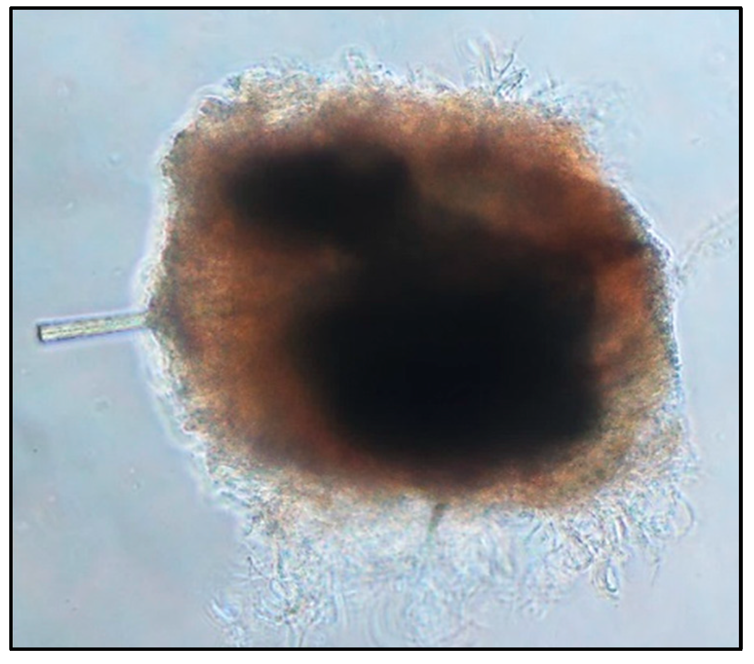 Microorganisms 11 02183 g001