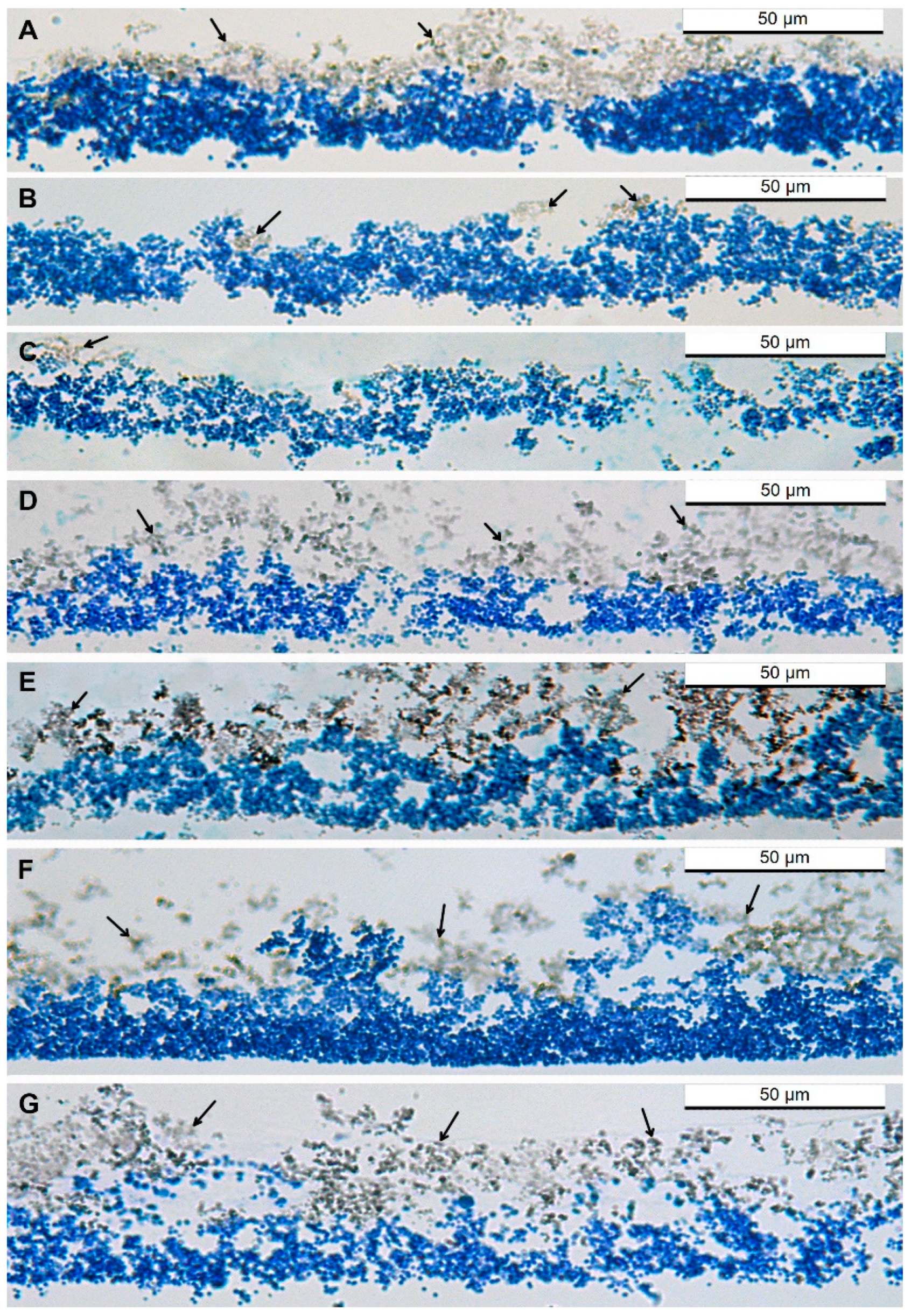 Microorganisms 11 02192 g005