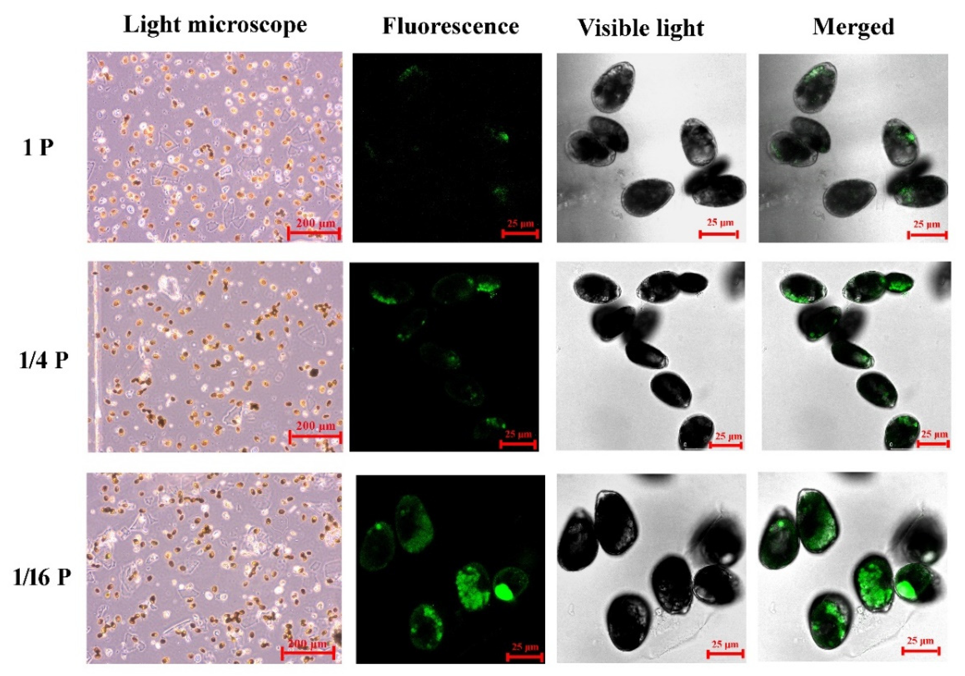 Microorganisms 11 02216 g003