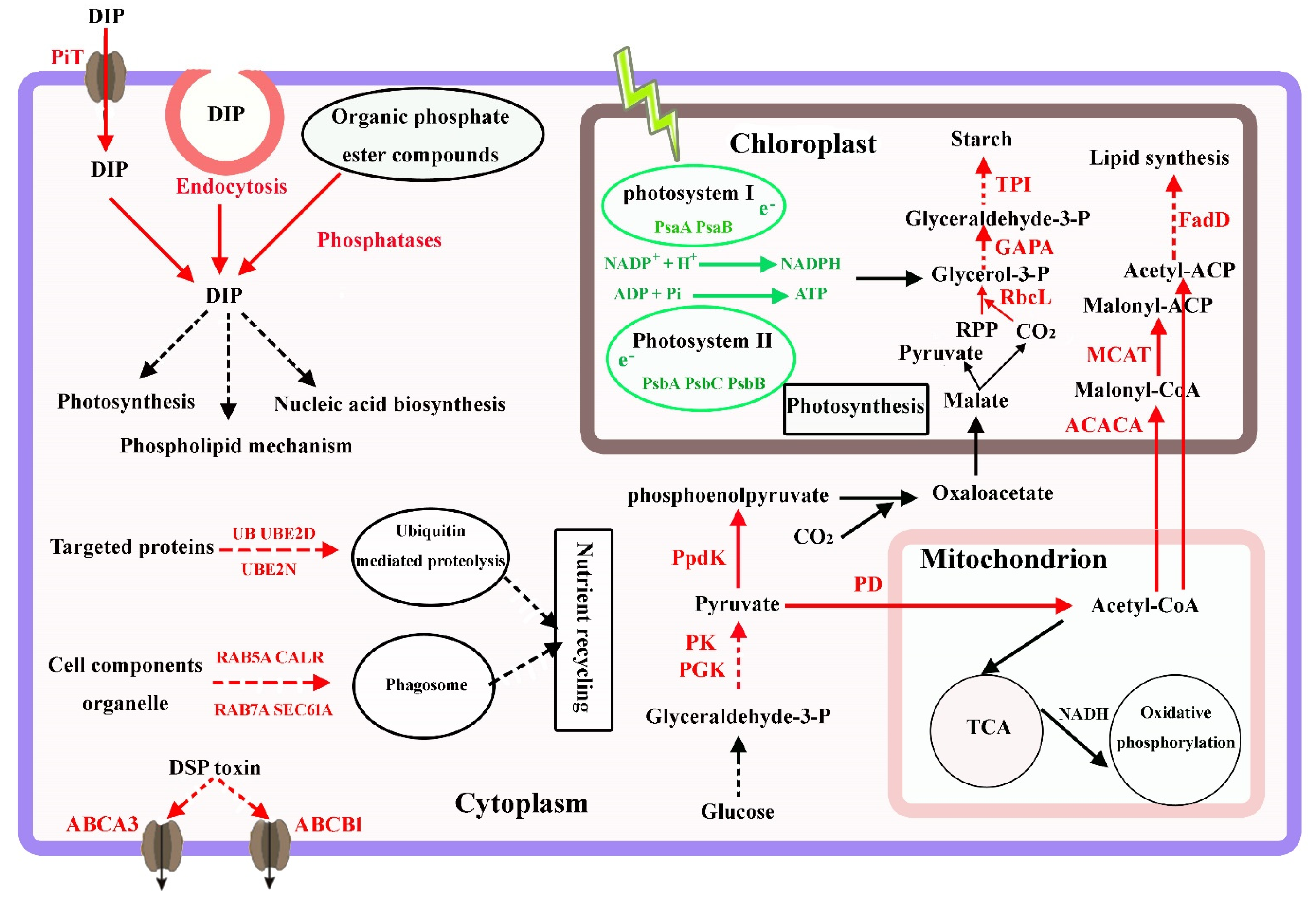 Microorganisms 11 02216 g006