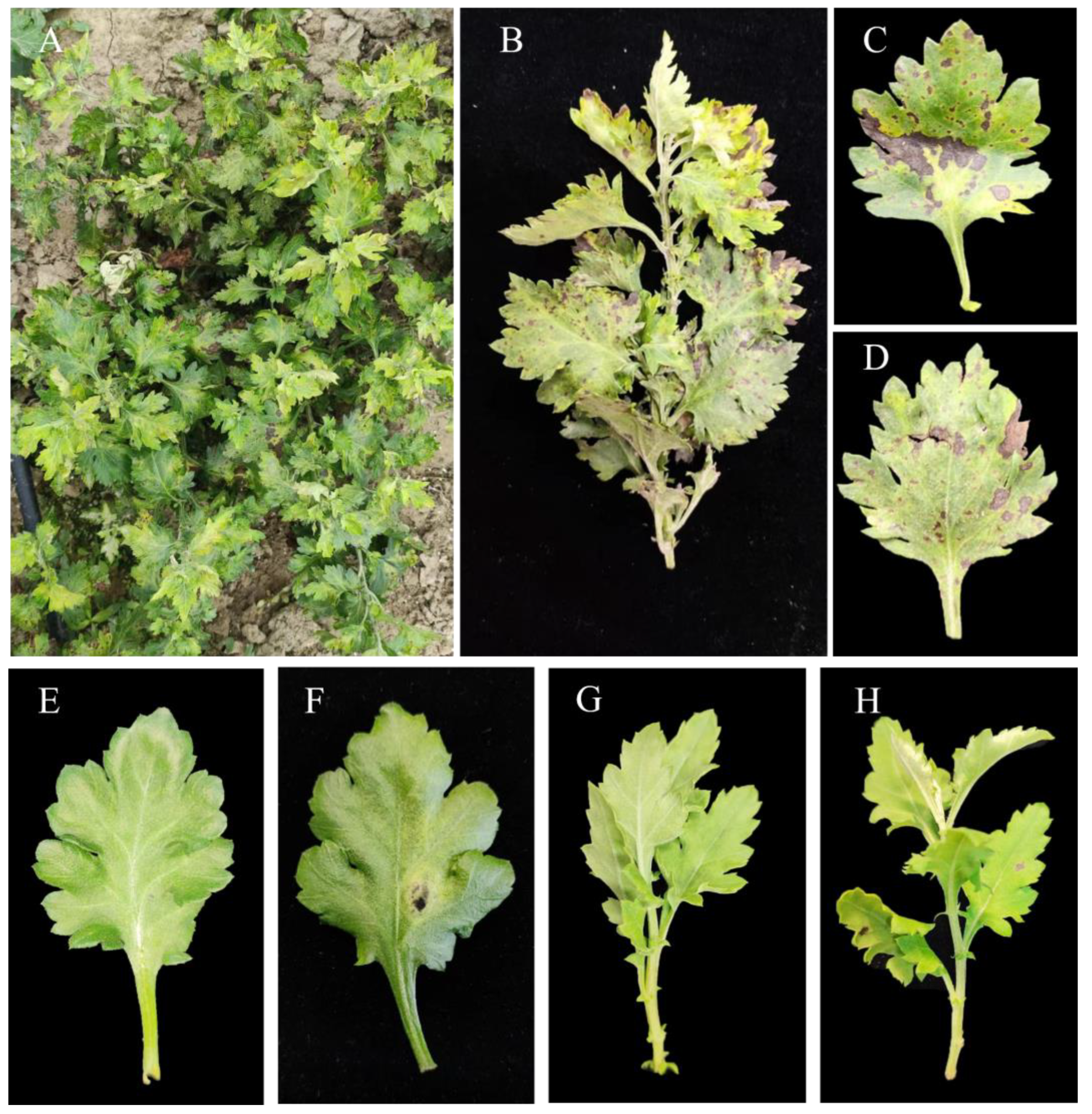 Microorganisms 11 02224 g001