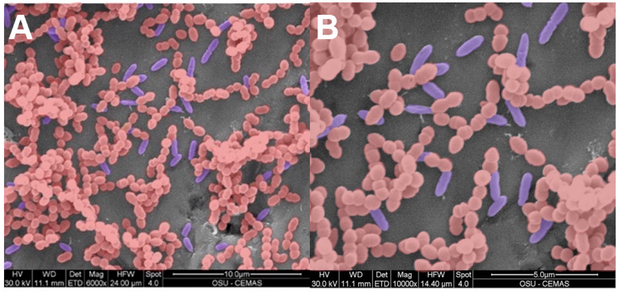 Microorganisms 11 02296 g005