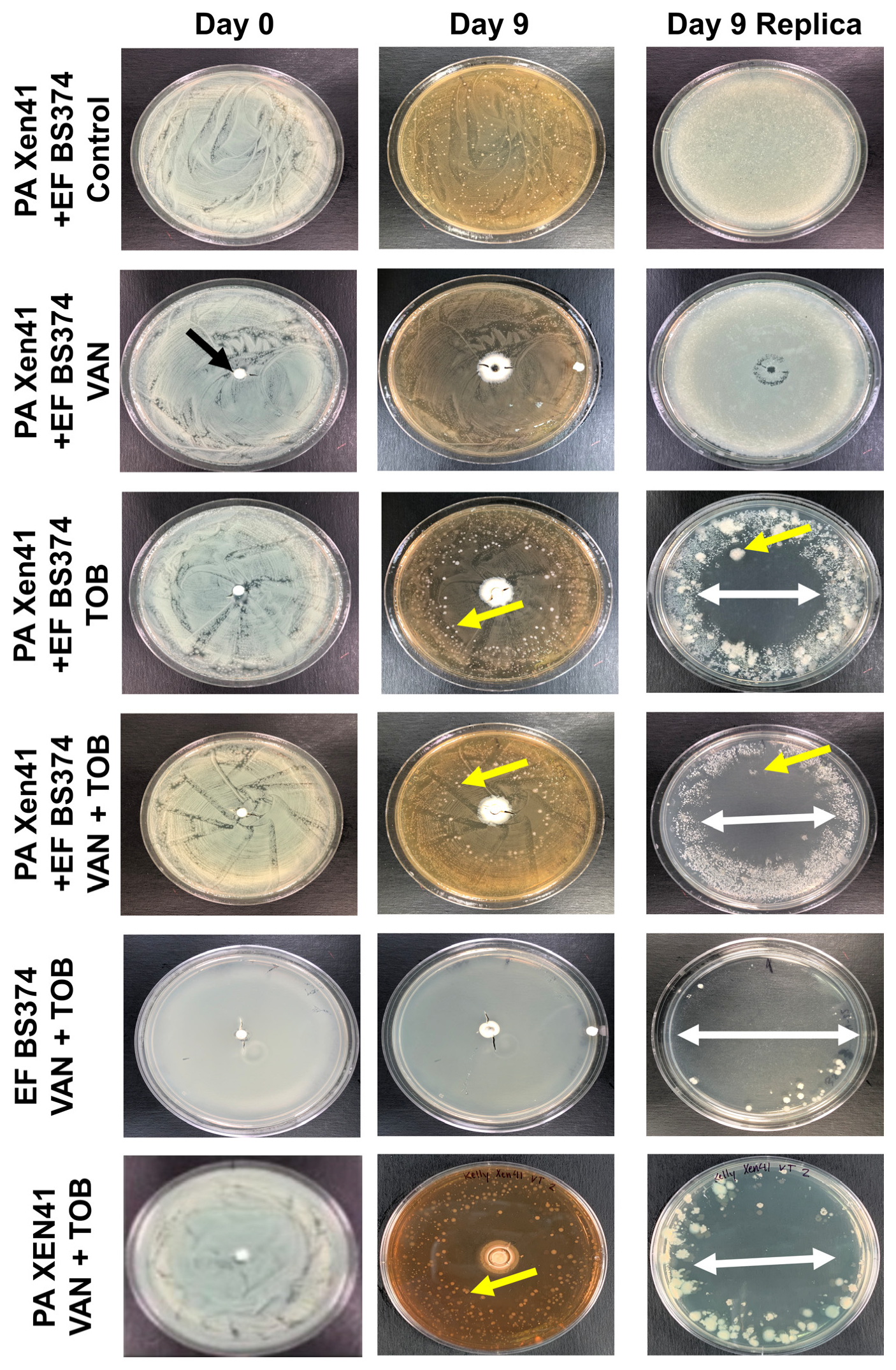 Microorganisms 11 02296 g007