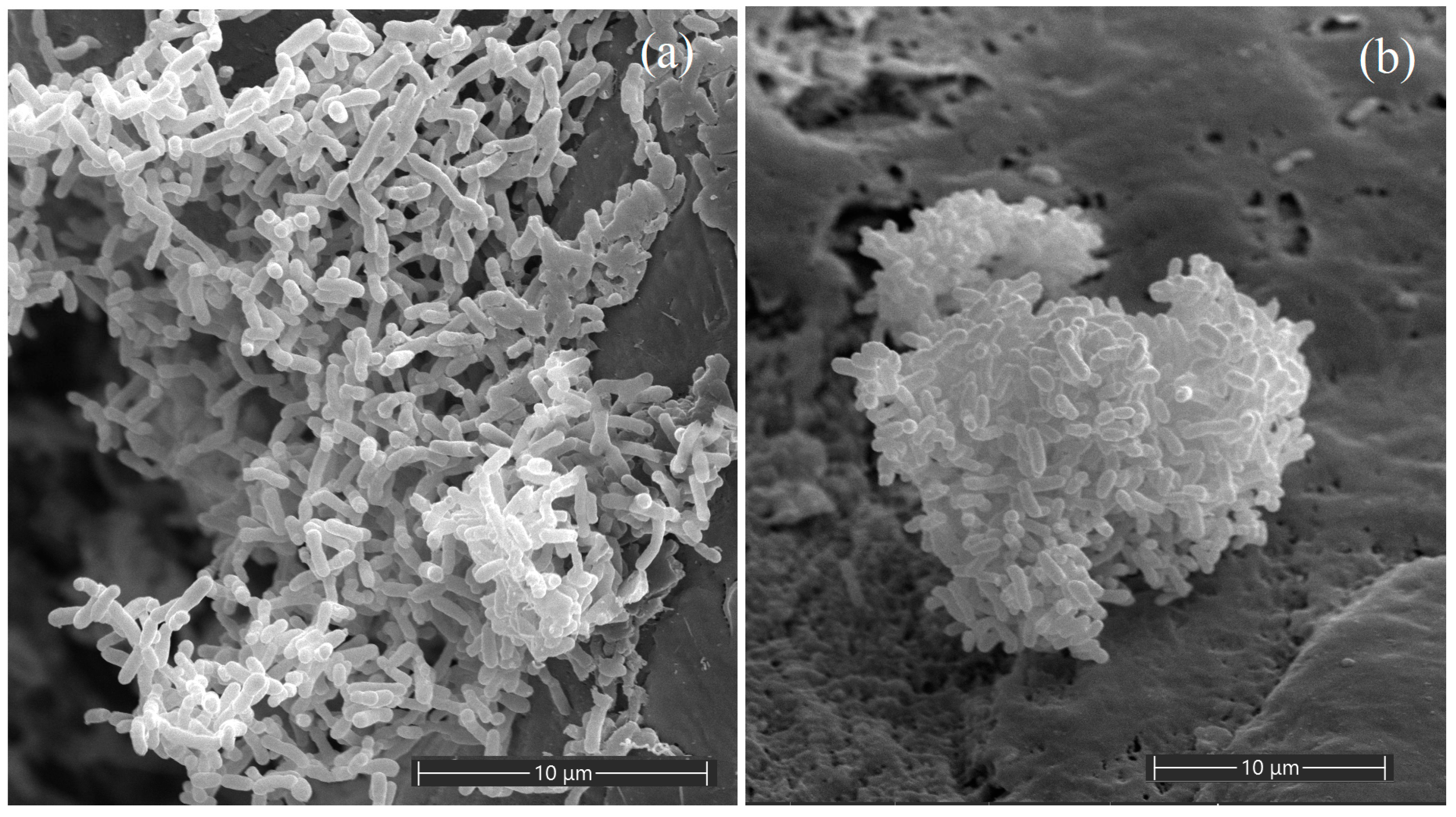 Microorganisms 11 02314 g001 Microorganisms 11 02314 g001