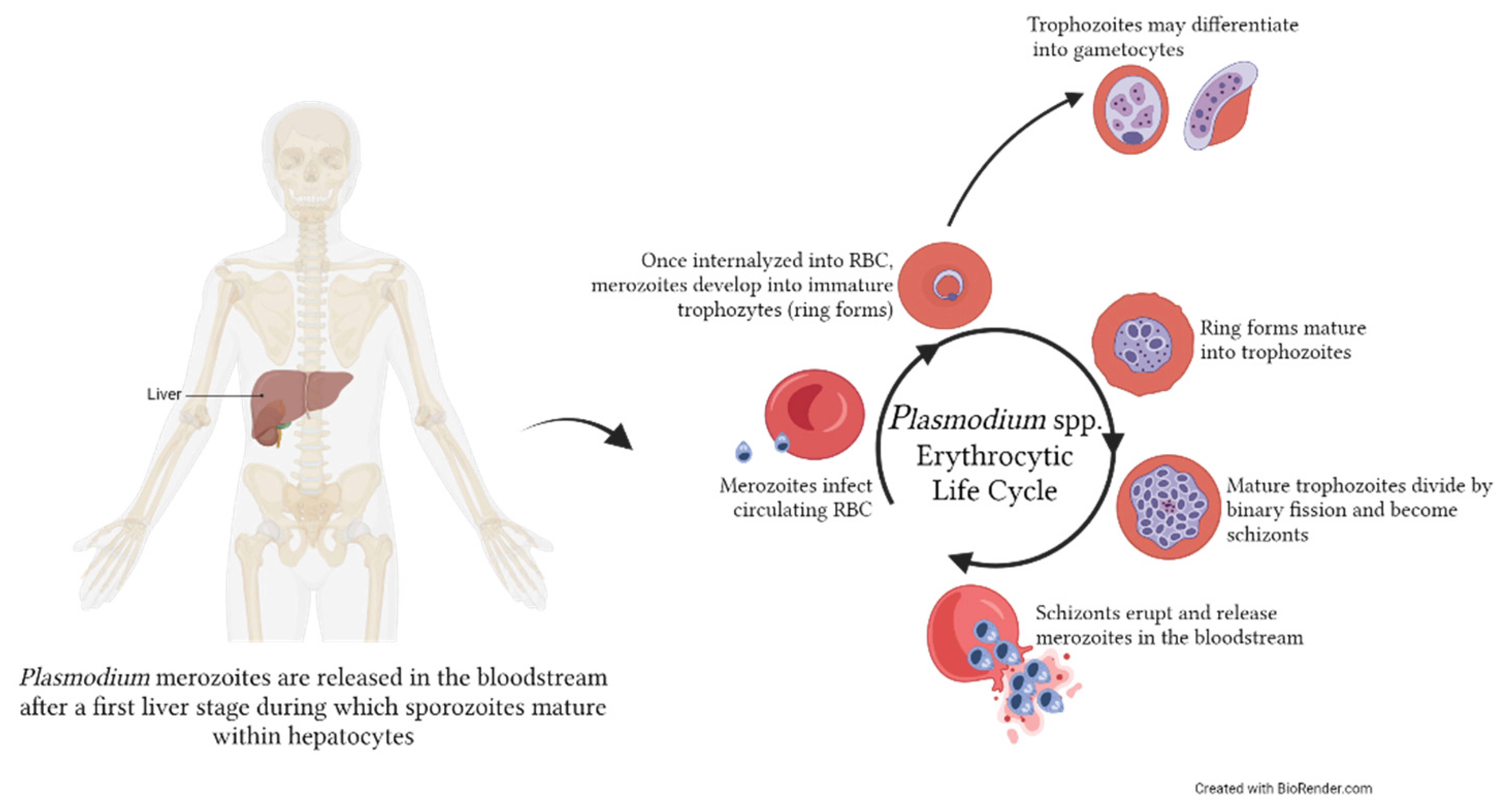 Microorganisms 11 02318 g001