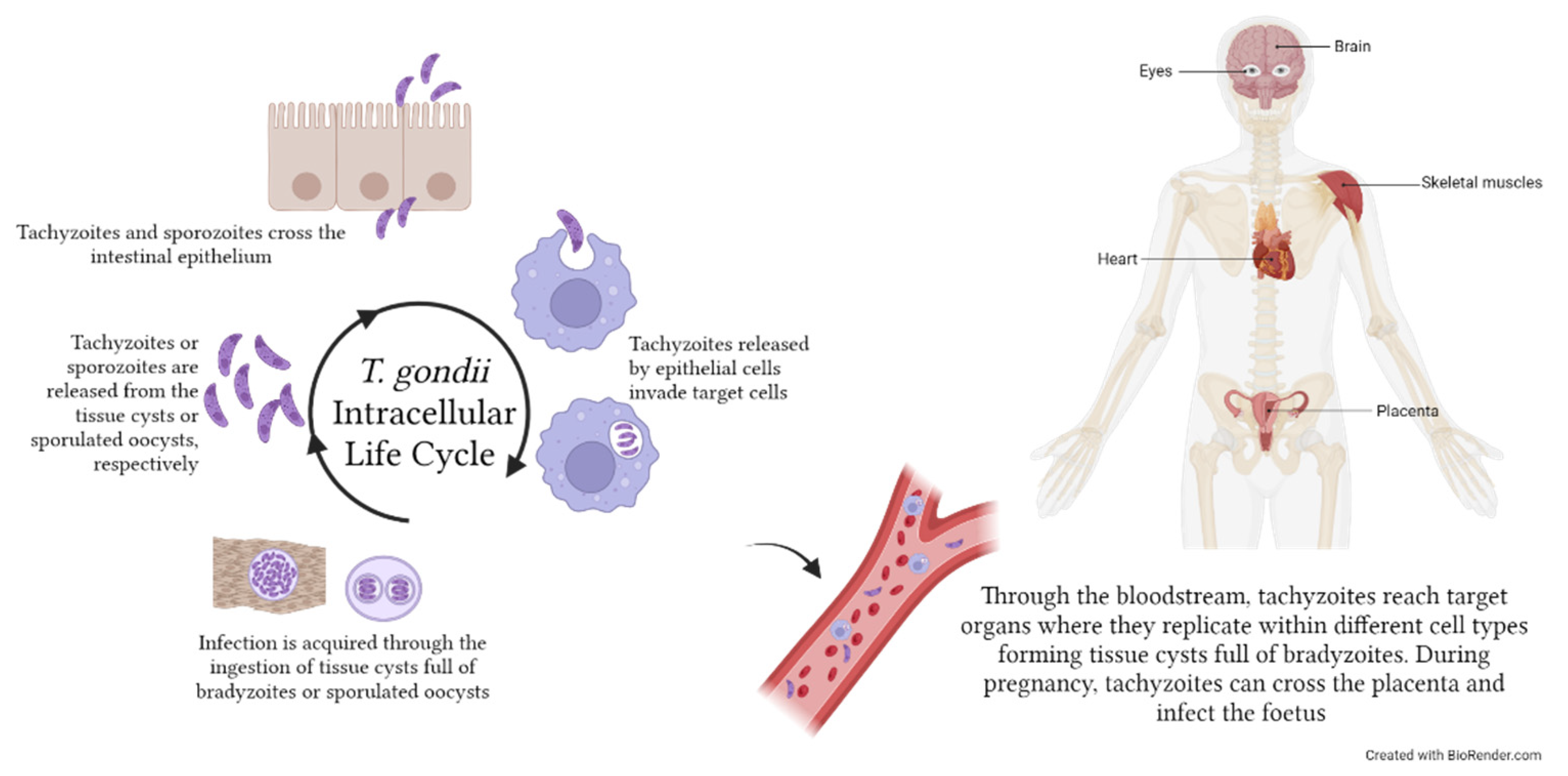 Microorganisms 11 02318 g005