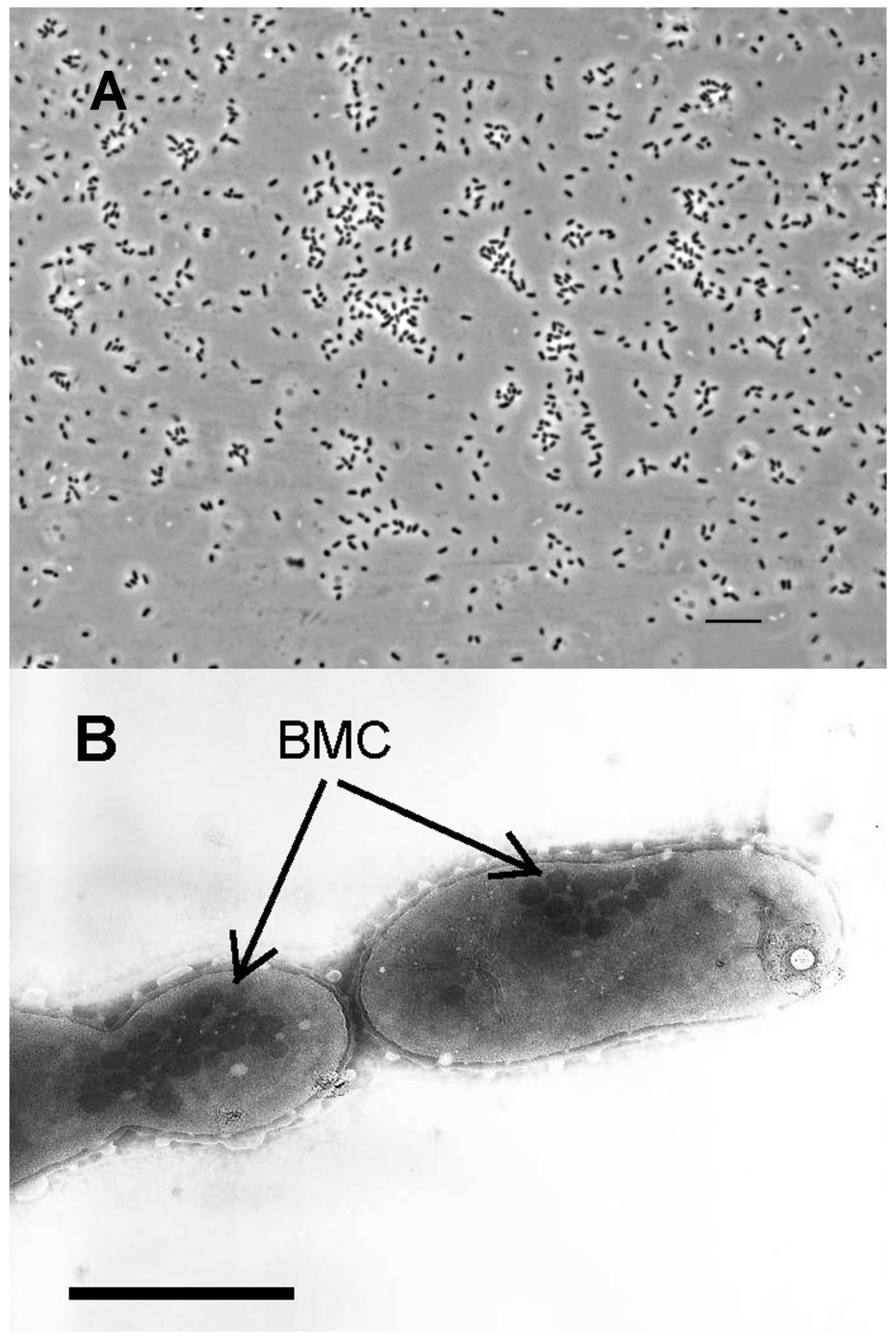 Microorganisms 11 02325 g001 Microorganisms 11 02325 g001