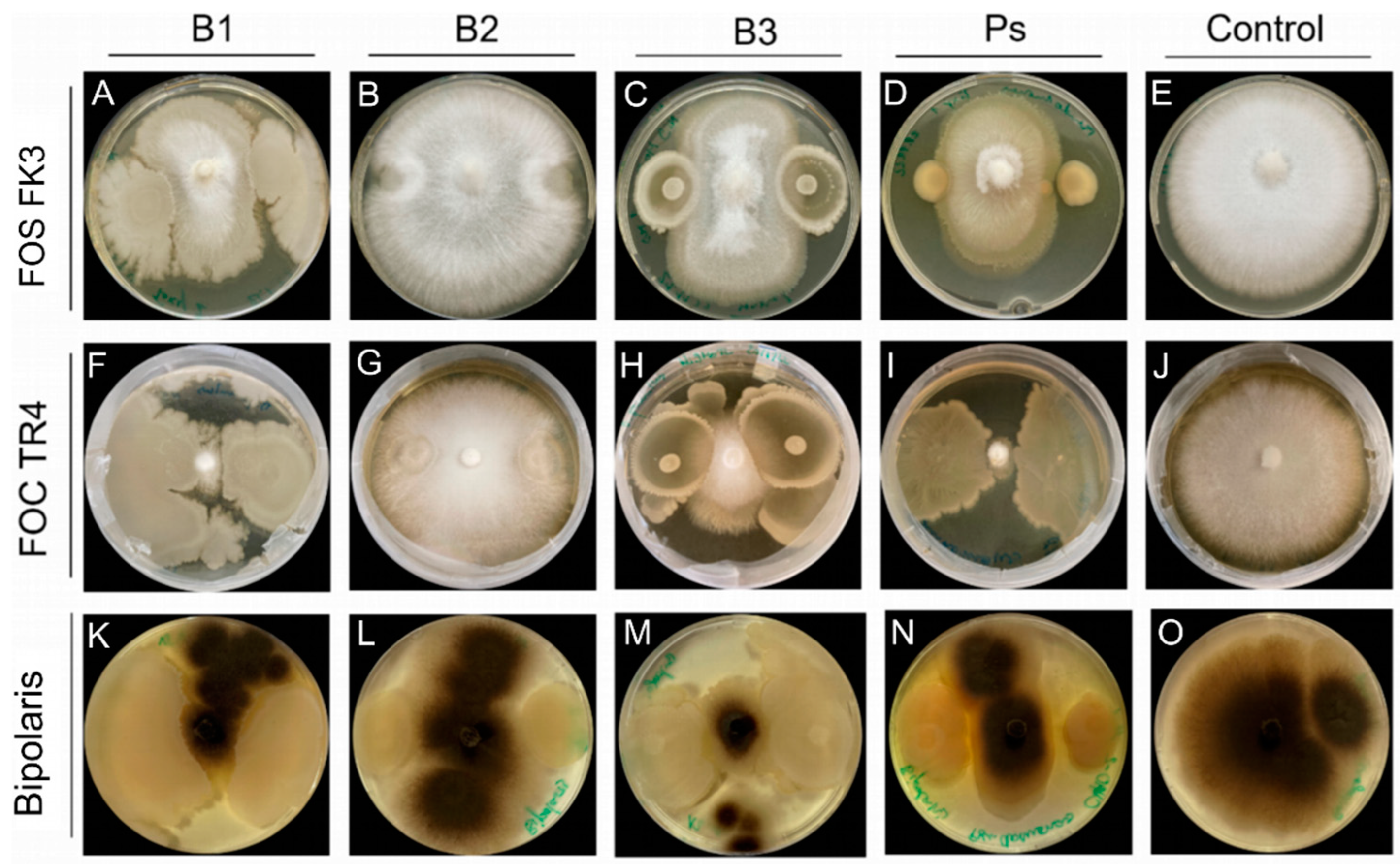 Microorganisms 11 02327 g002