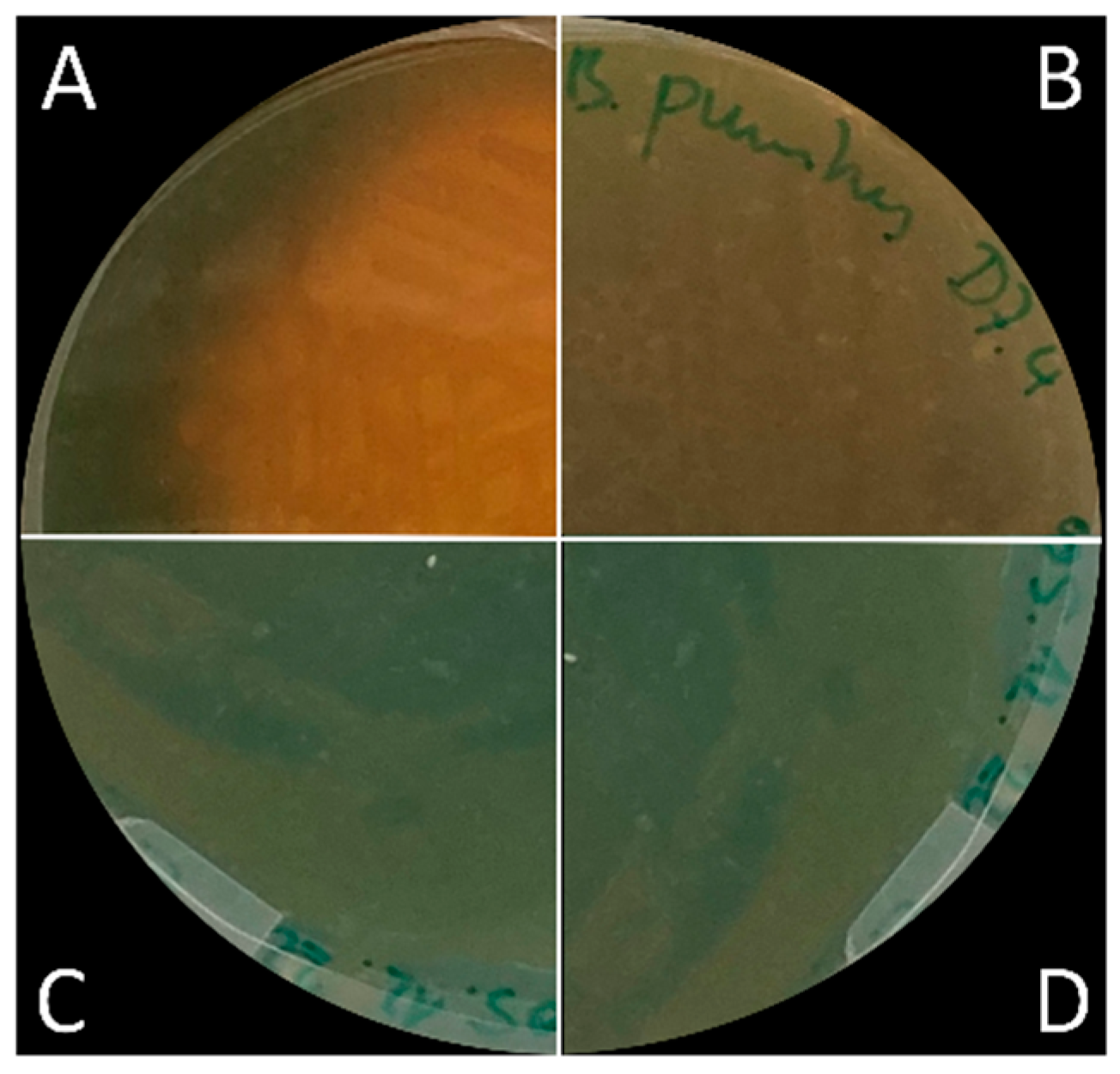 Microorganisms 11 02327 g004