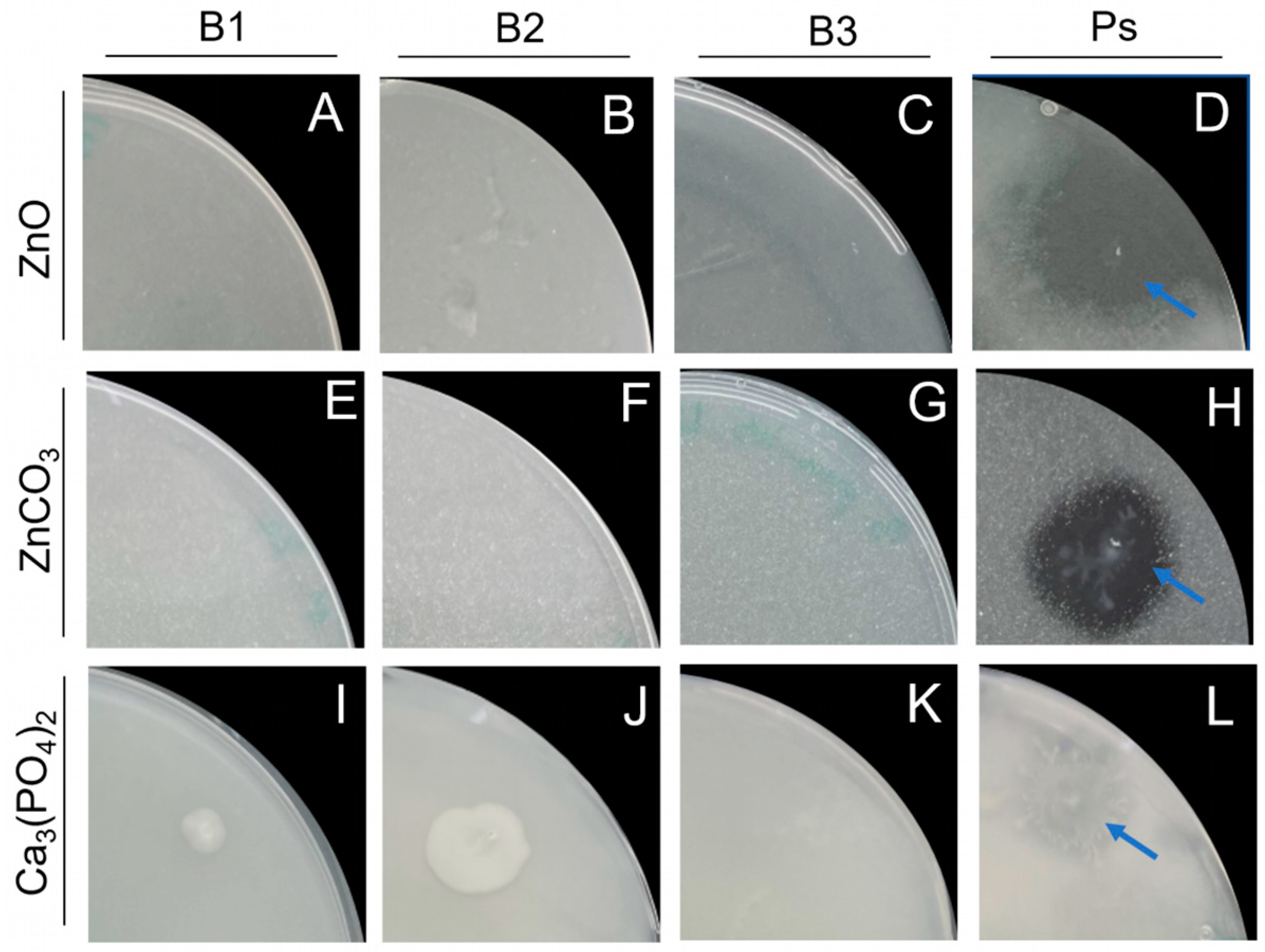 Microorganisms 11 02327 g005