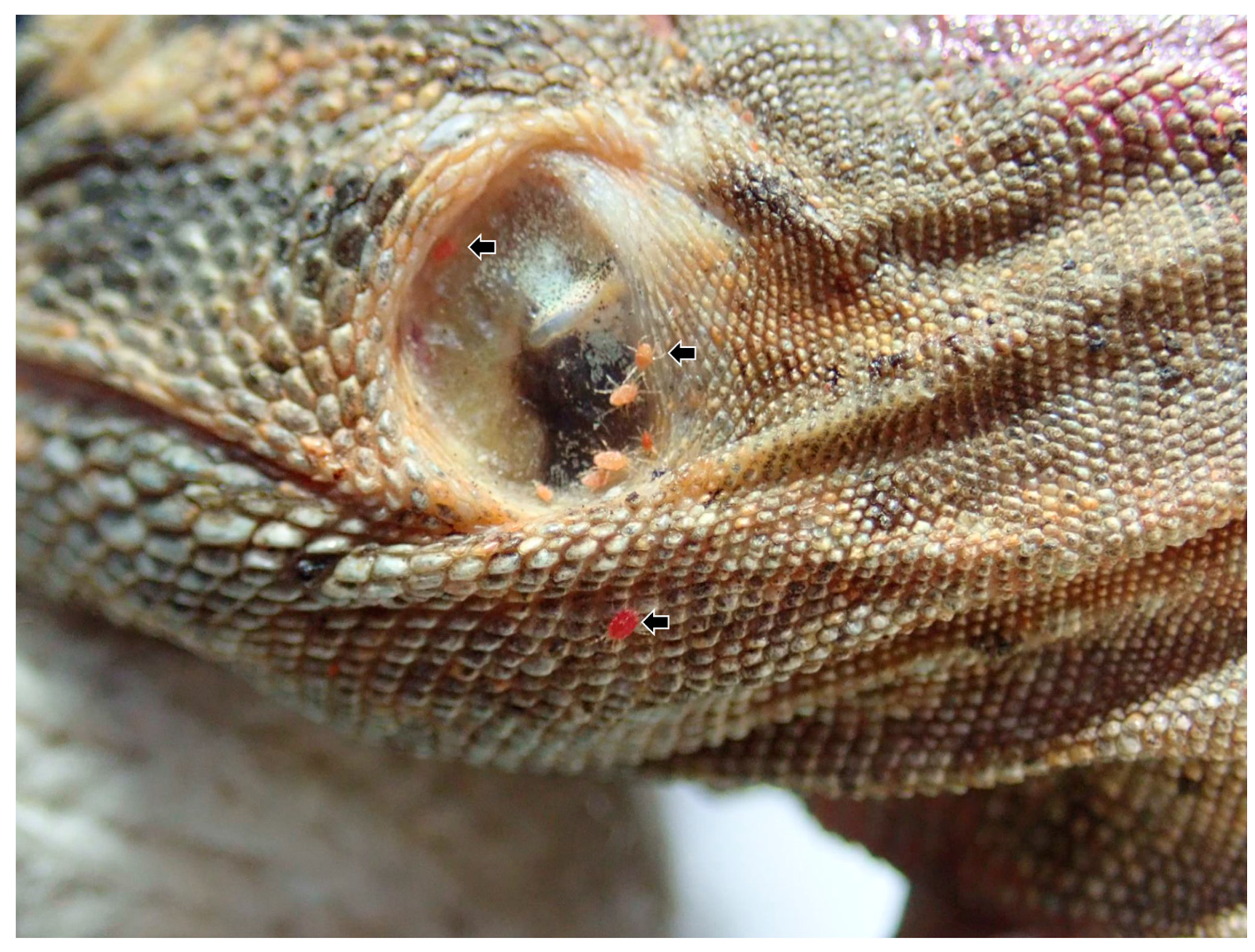 Microorganisms 11 02374 g001 Microorganisms 11 02374 g001