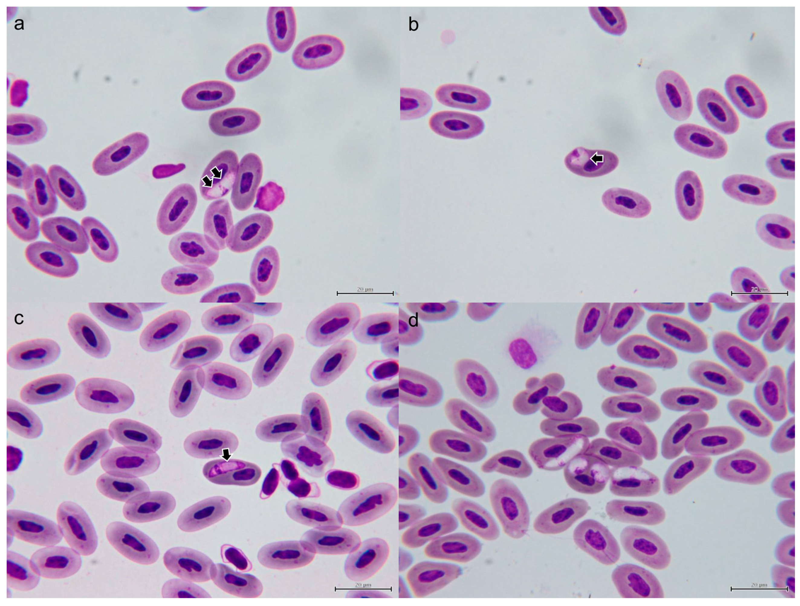 Microorganisms 11 02374 g002 Microorganisms 11 02374 g002