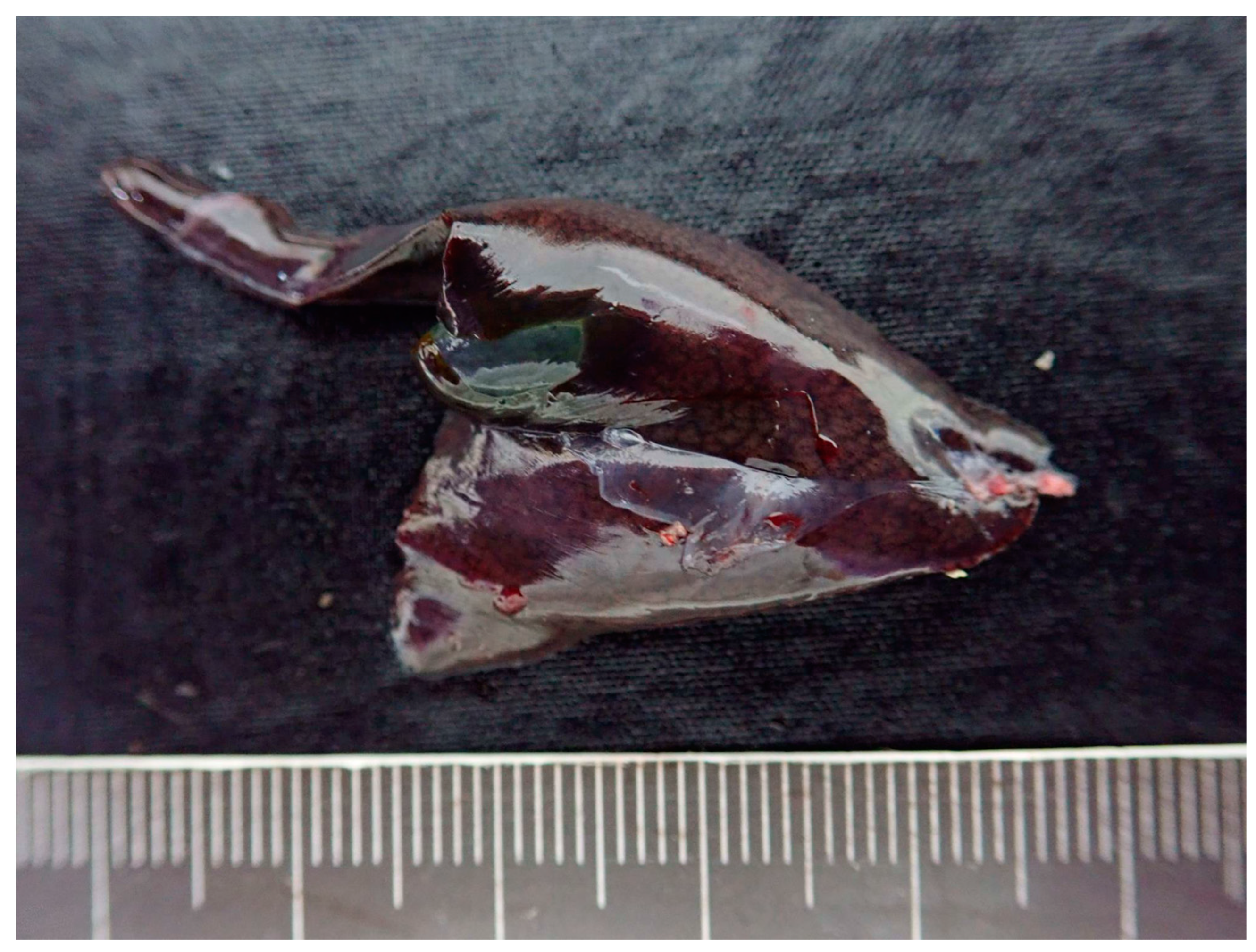 Microorganisms 11 02374 g004 Microorganisms 11 02374 g004