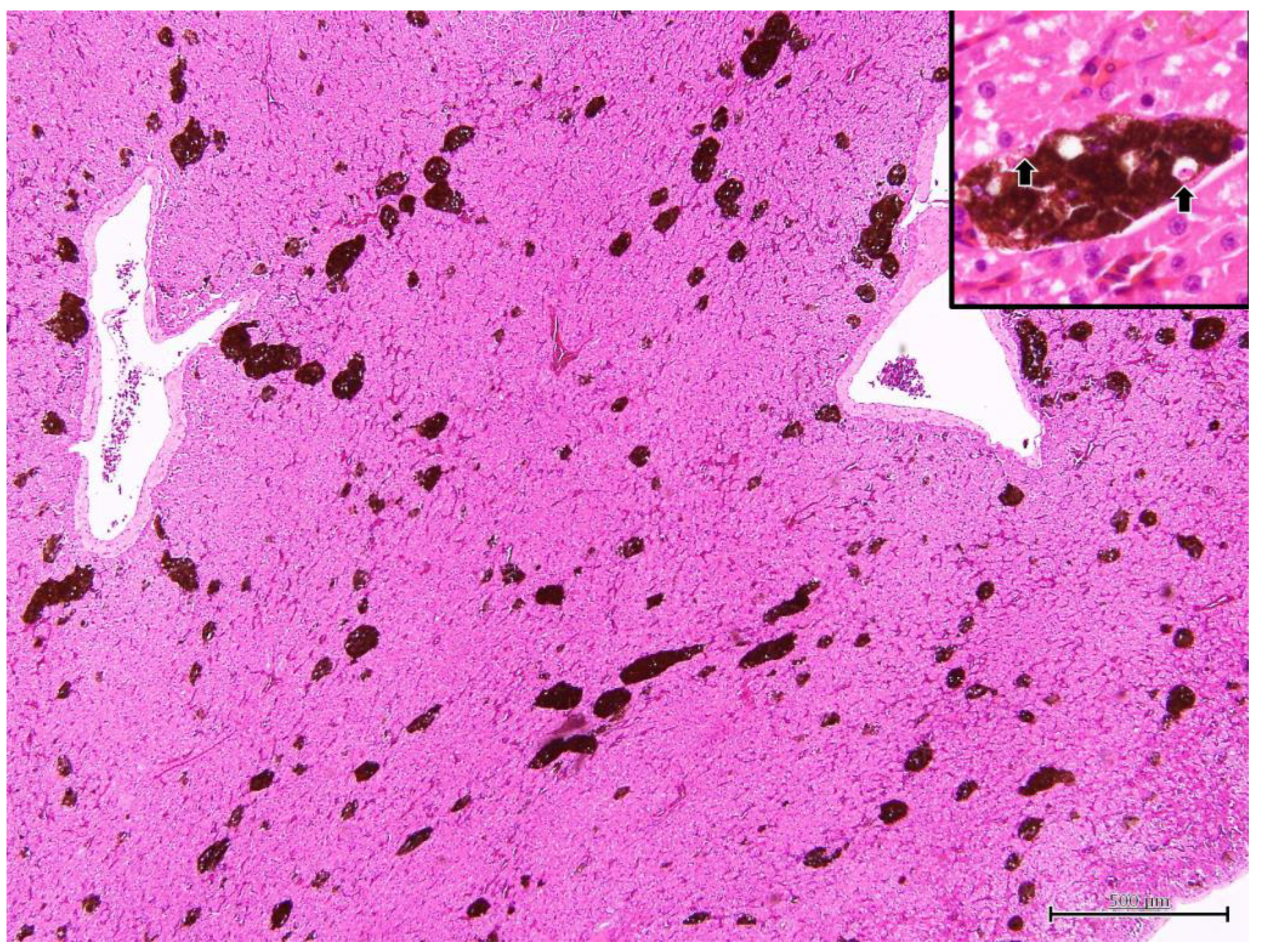 Microorganisms 11 02374 g006 Microorganisms 11 02374 g006