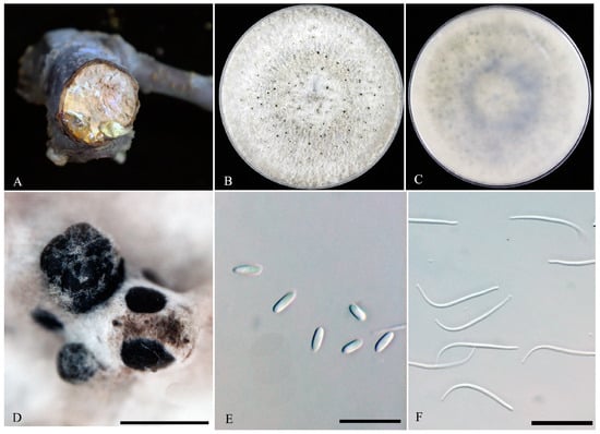 Microorganisms 11 02400 g003