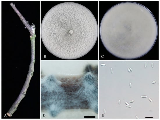Microorganisms 11 02400 g004