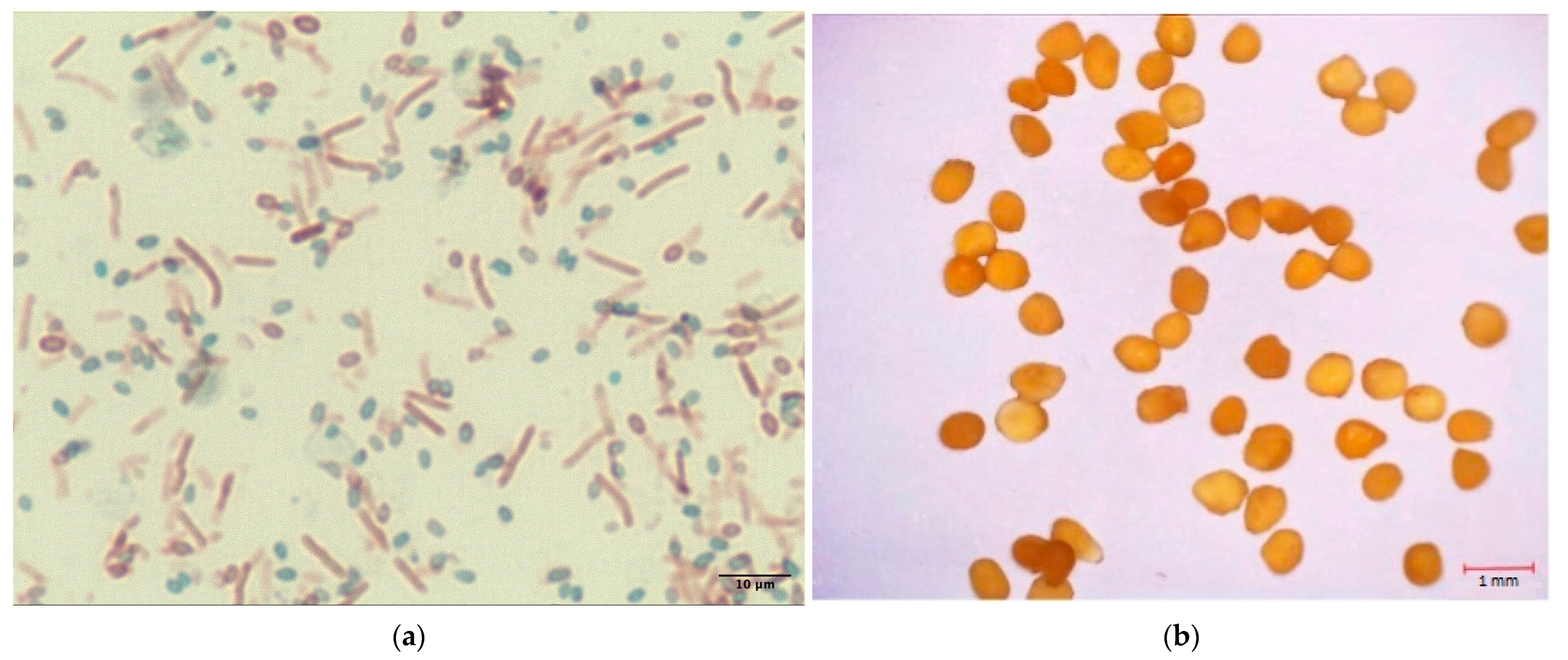 Microorganisms 11 02402 g002