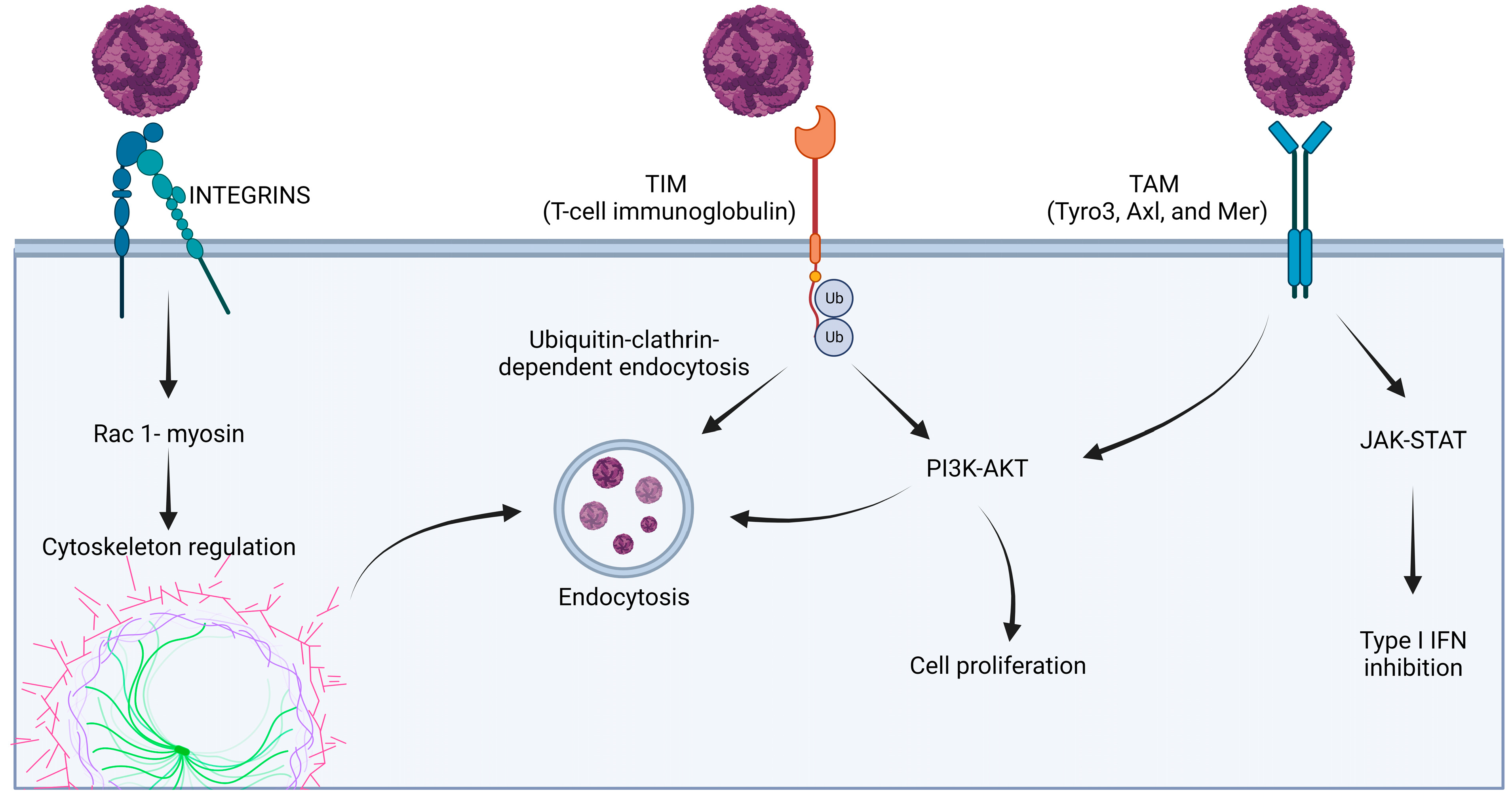 Microorganisms 11 02427 g003