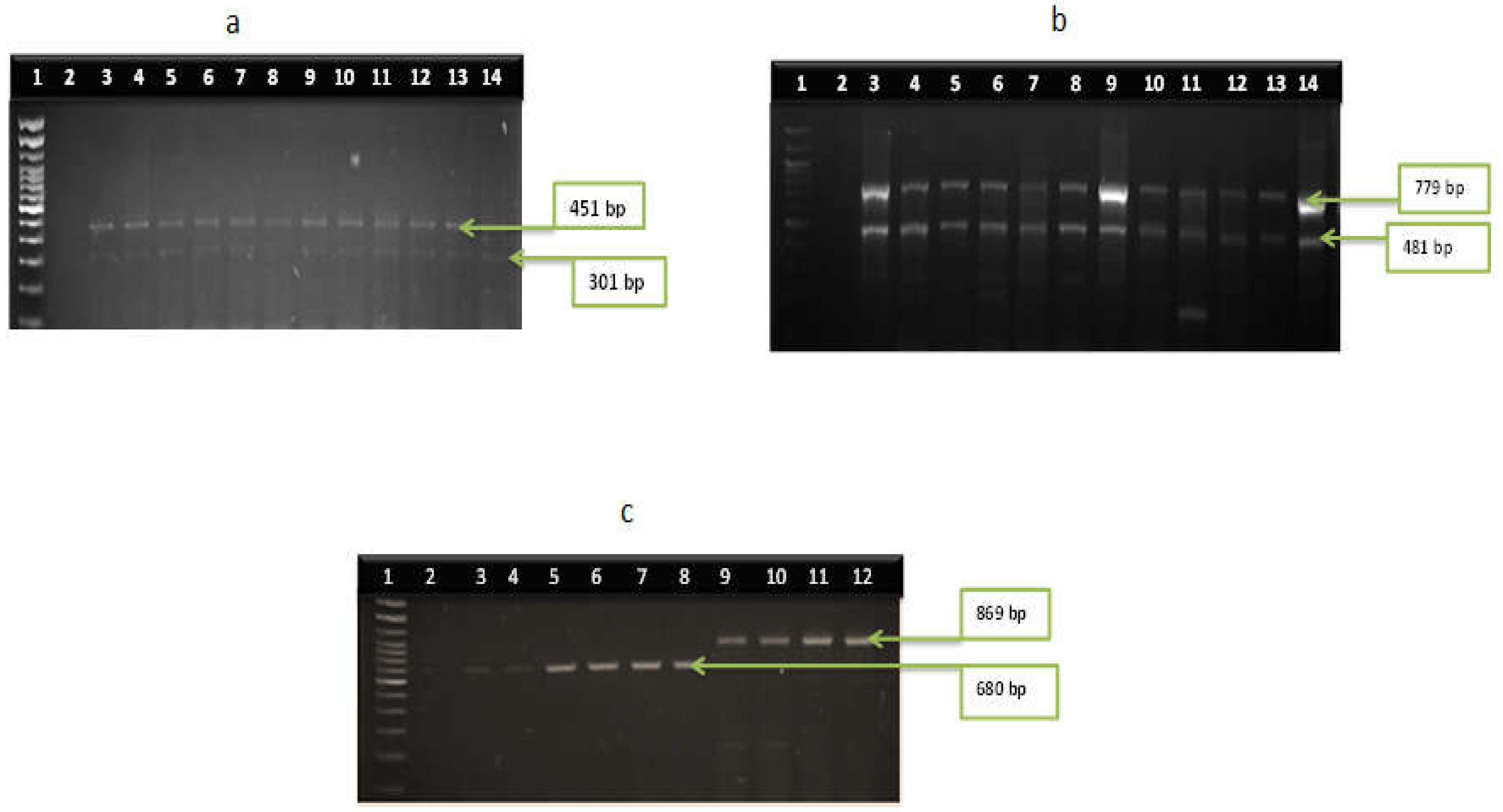 Microorganisms 11 02449 g004
