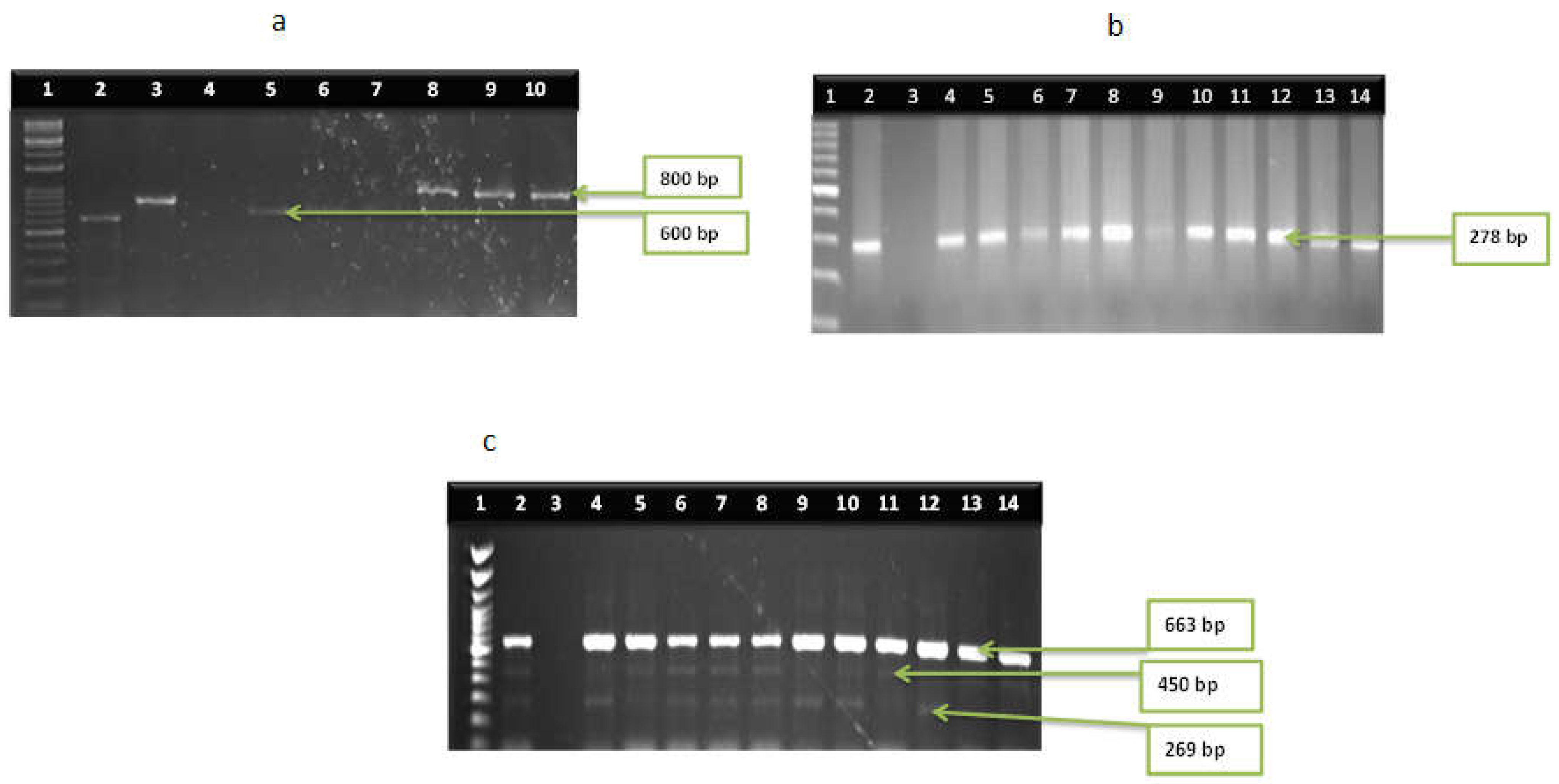 Microorganisms 11 02449 g005