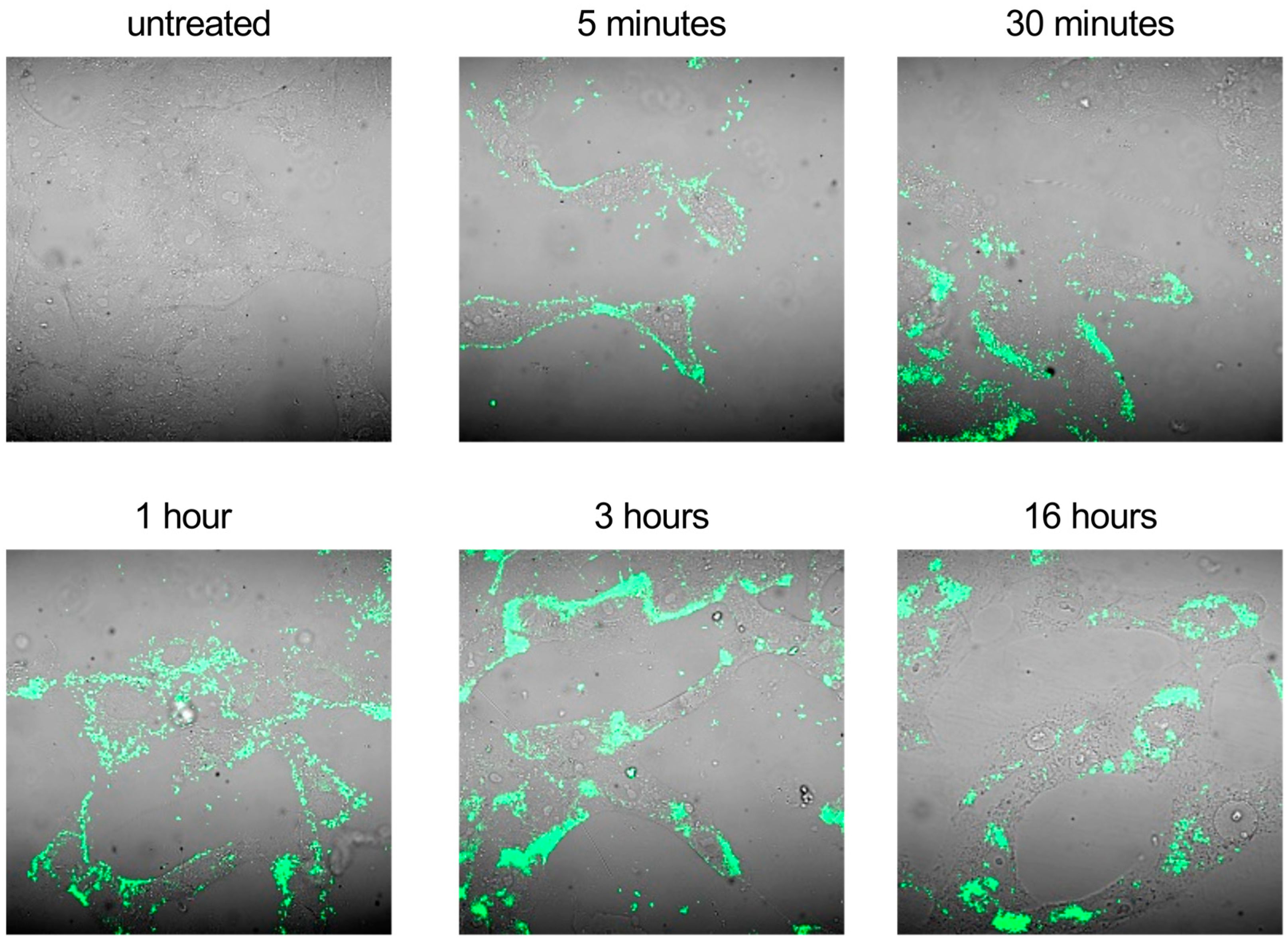 Microorganisms 11 02460 g006