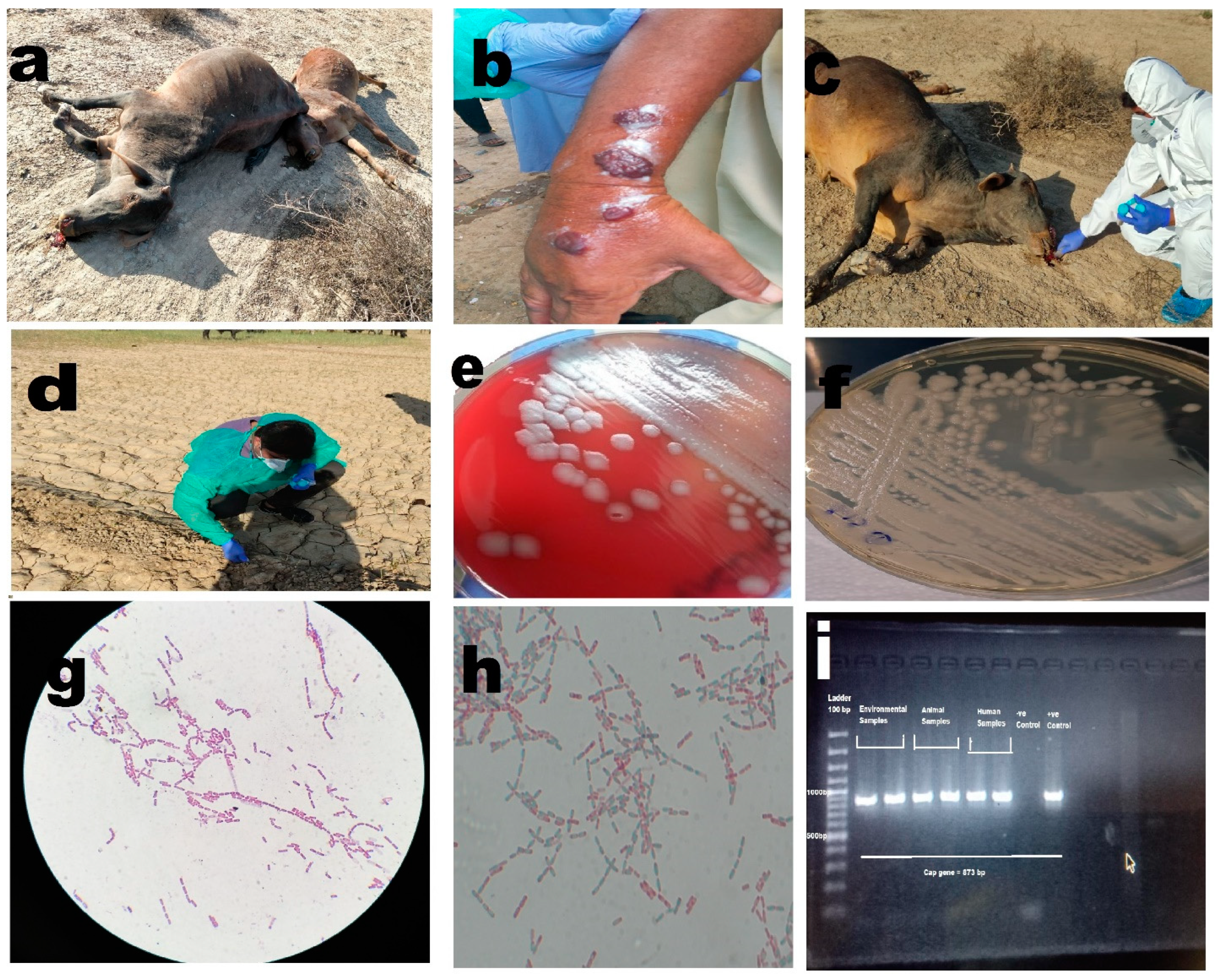 Microorganisms 11 02462 g002