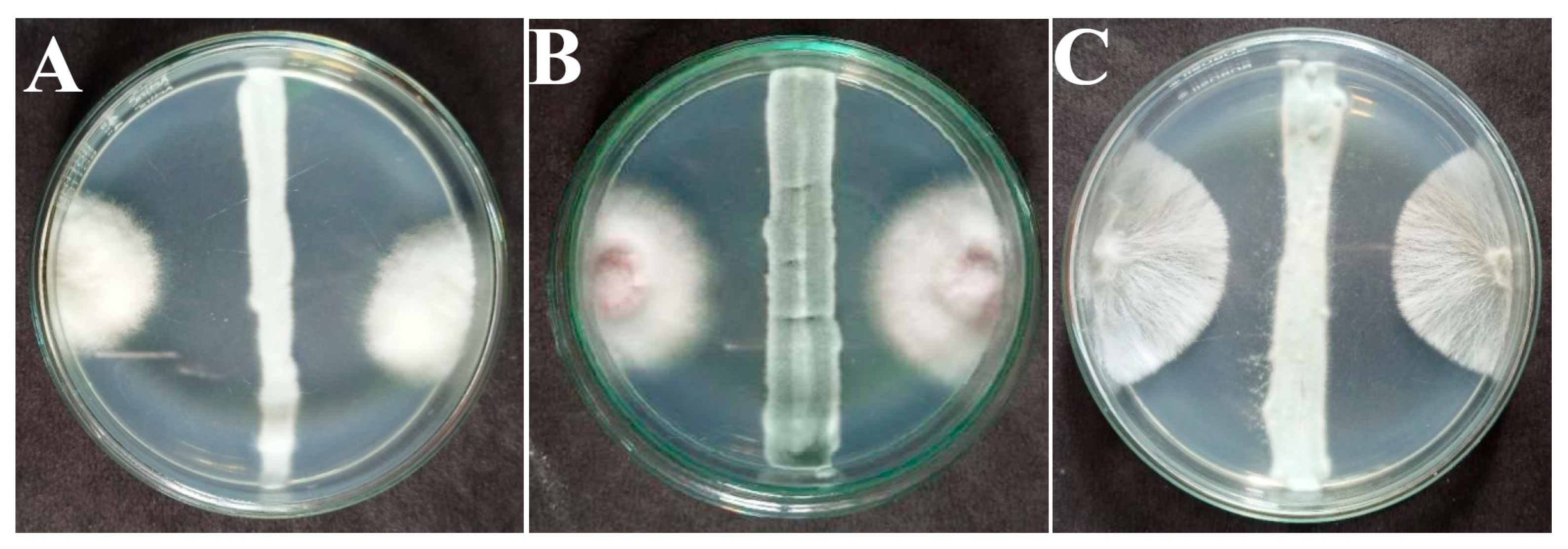 Microorganisms 11 02480 g001