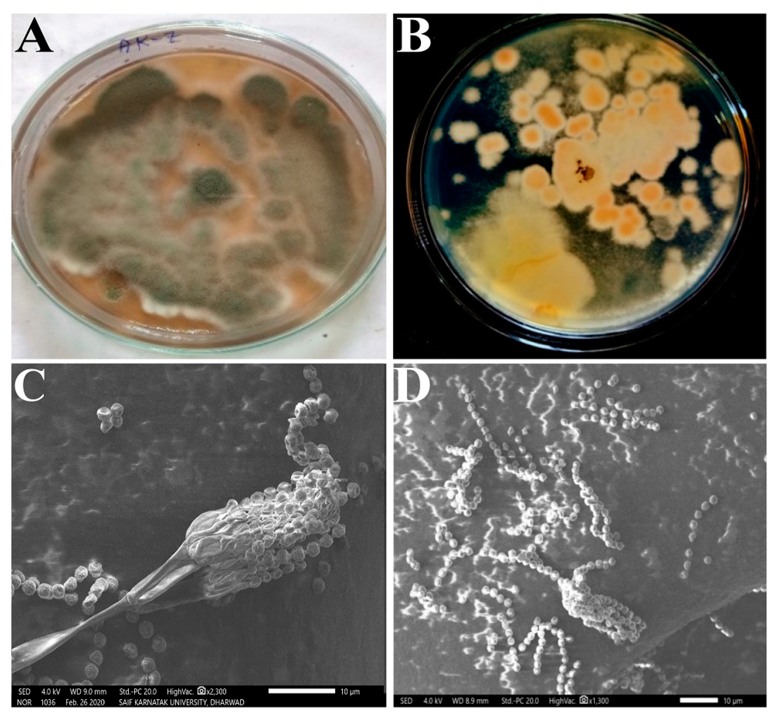 Microorganisms 11 02480 g002