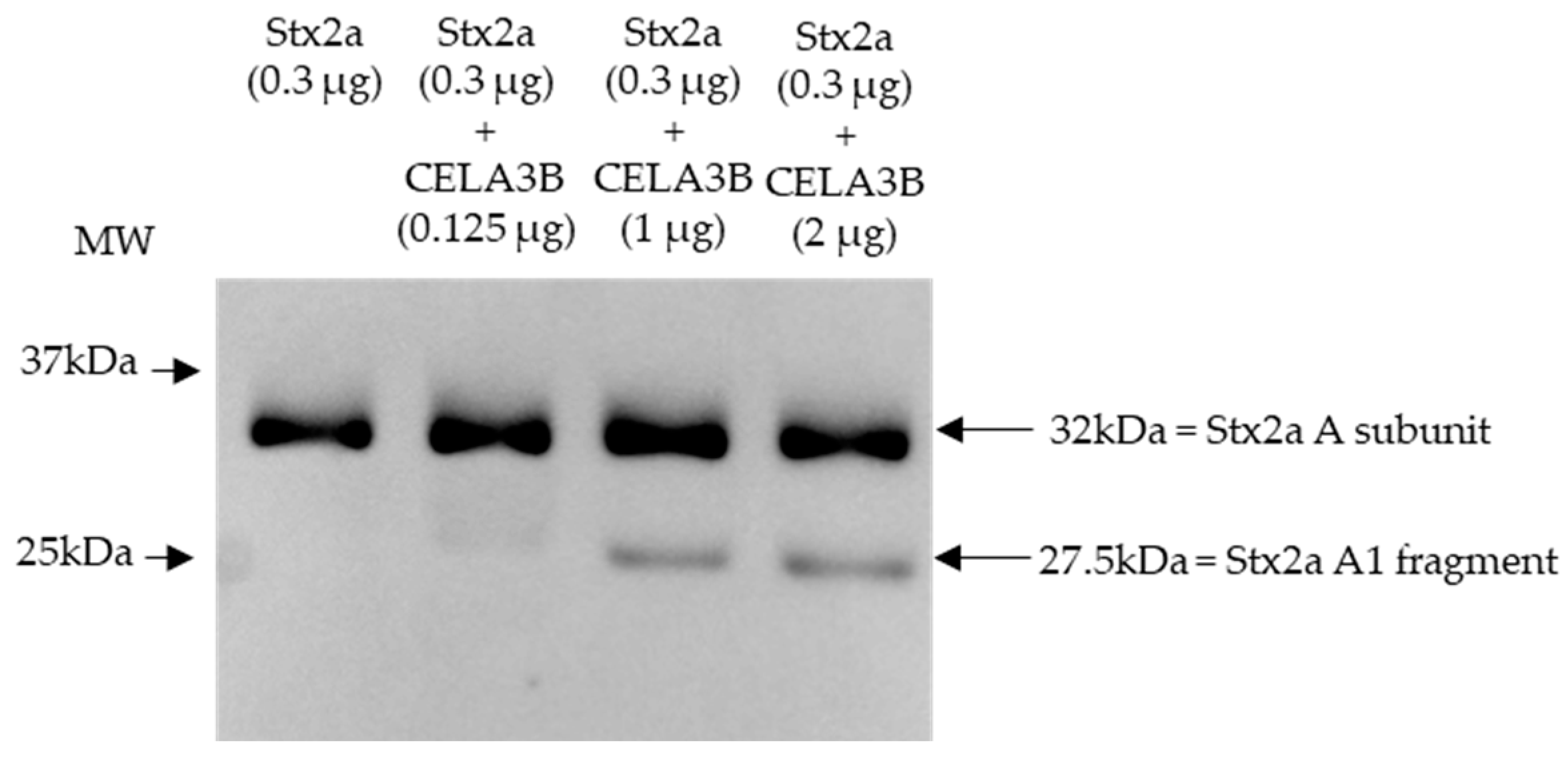 Microorganisms 11 02487 g005
