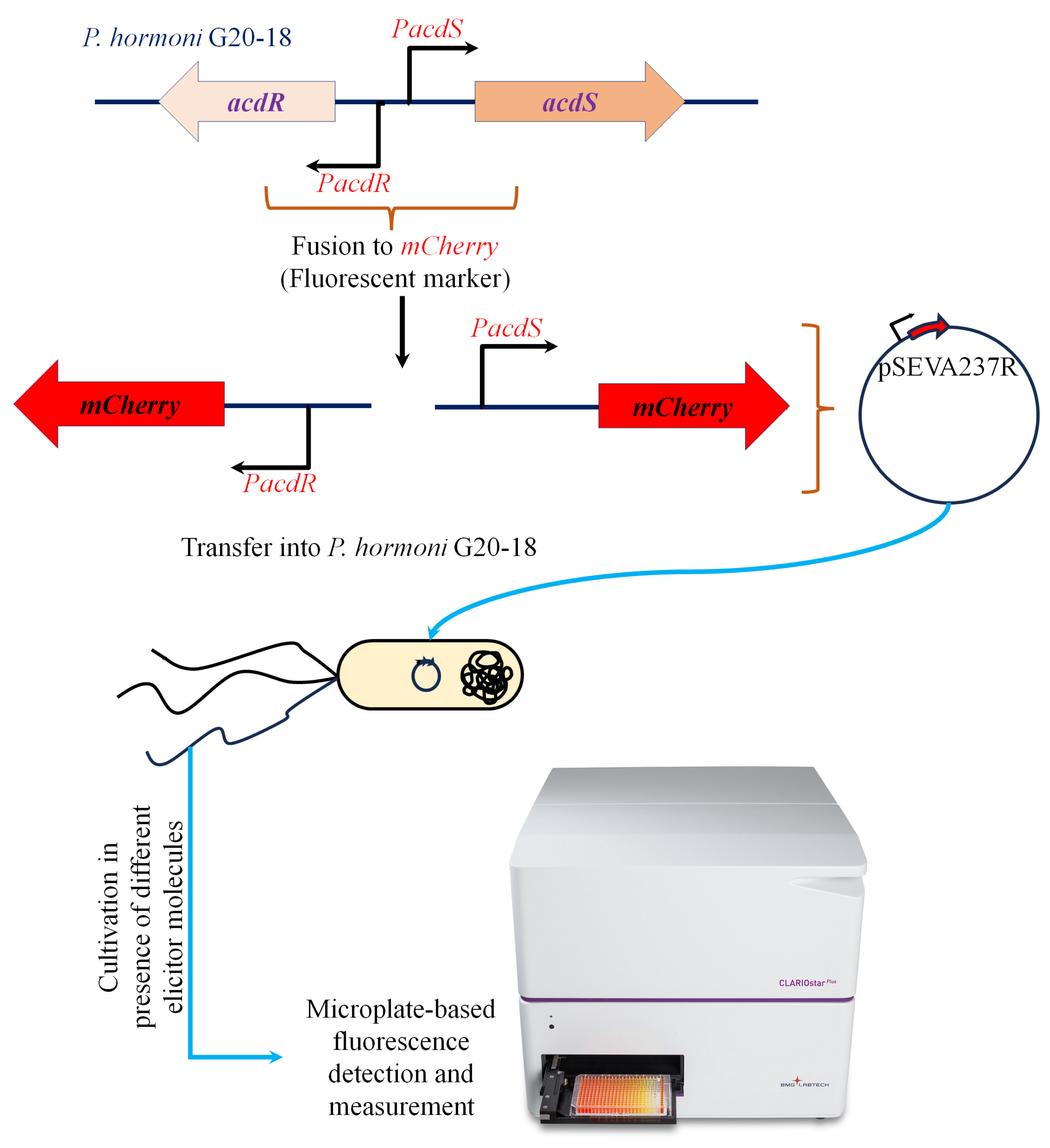 Microorganisms 11 02504 g001