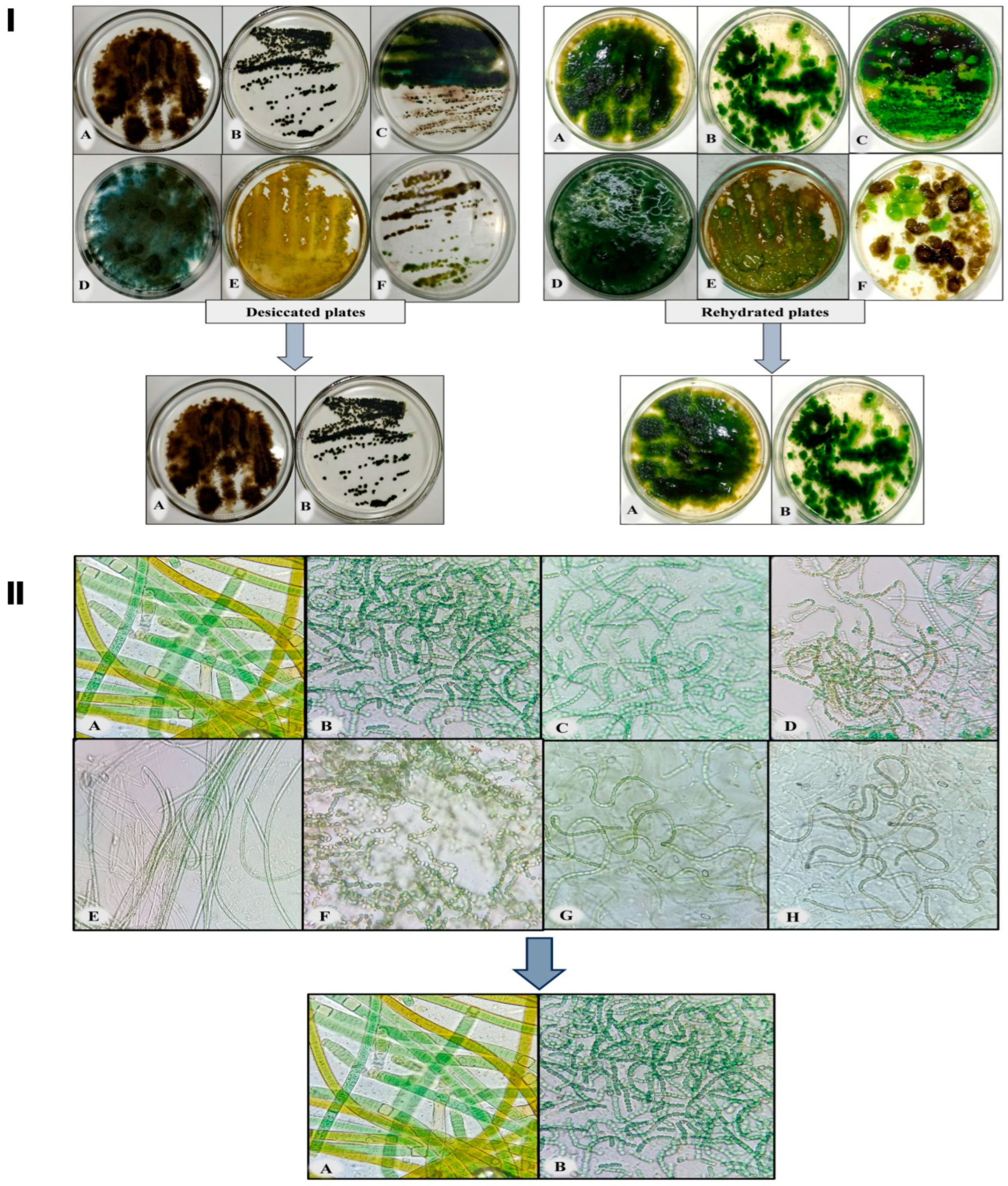 Microorganisms 11 02507 g001
