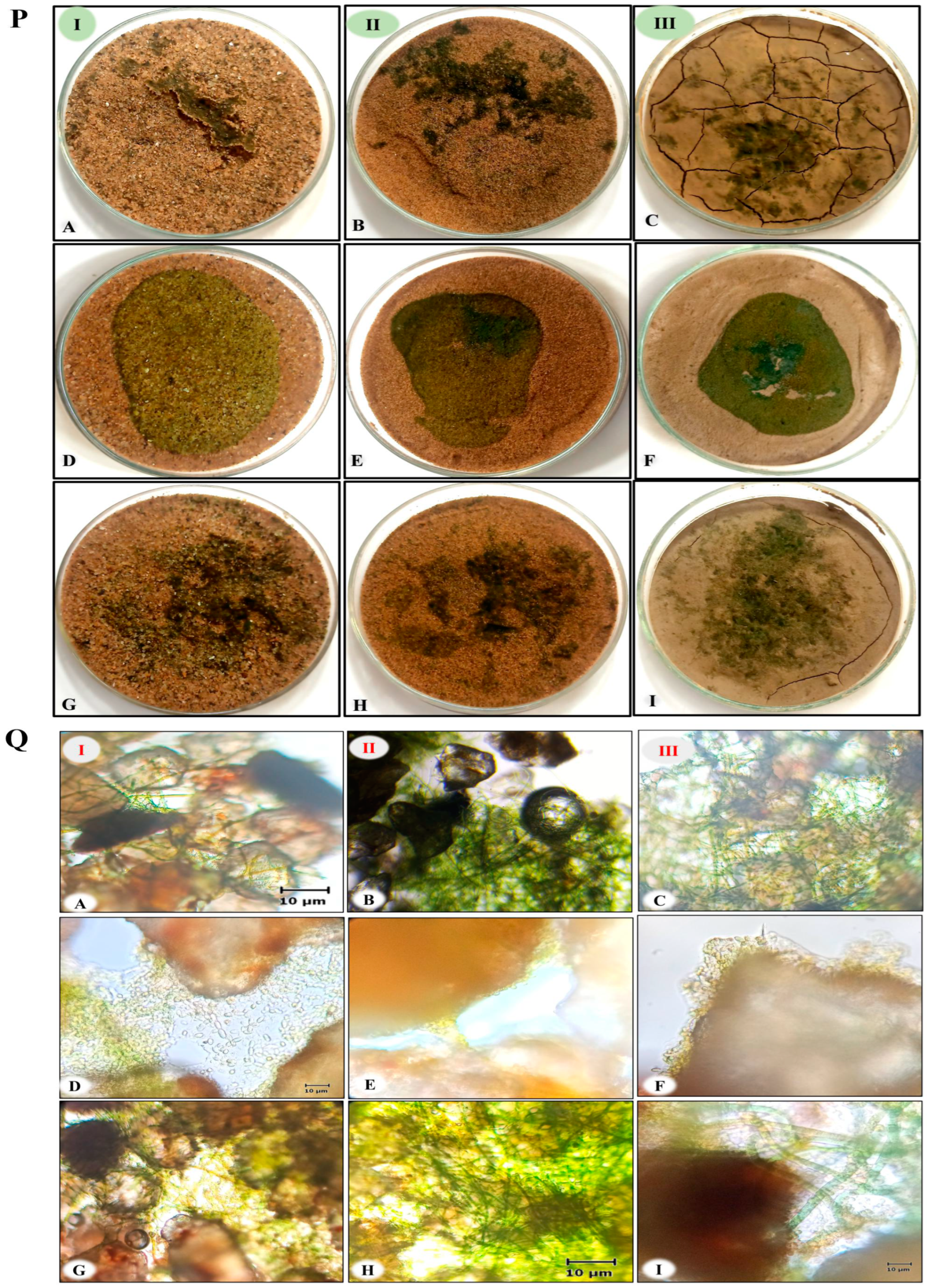 Microorganisms 11 02507 g004