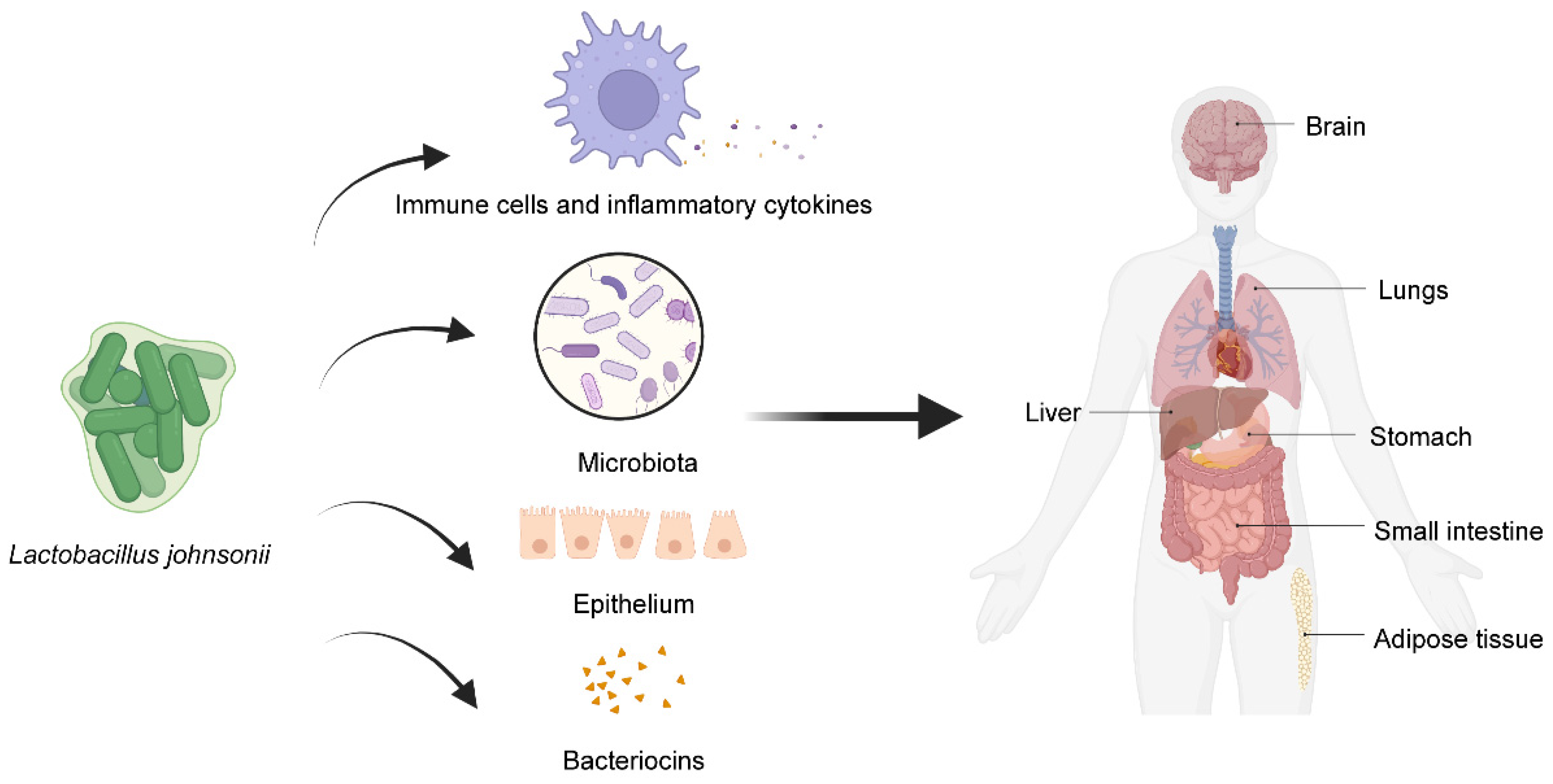 Microorganisms 11 02580 g001