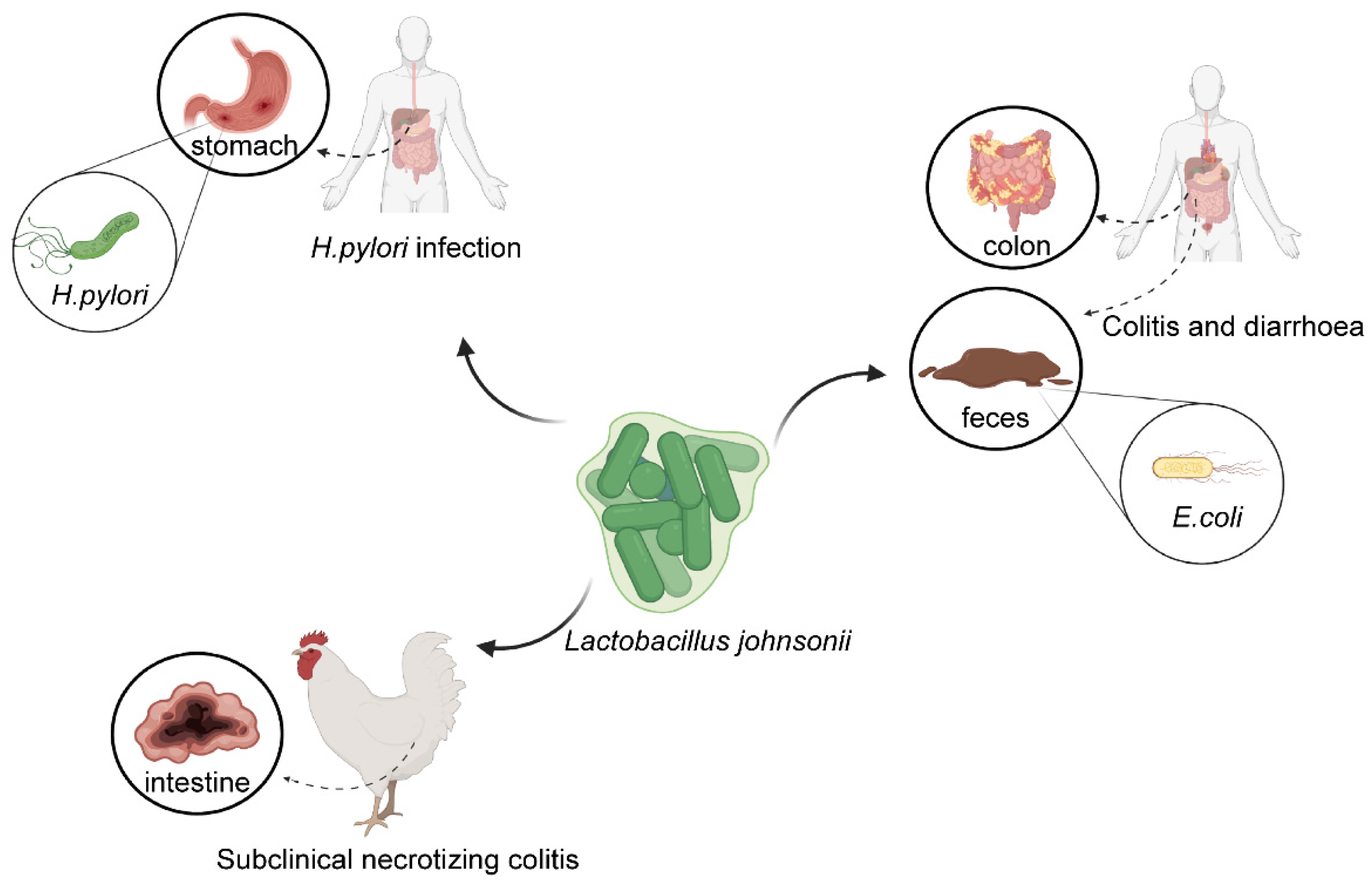 Microorganisms 11 02580 g002
