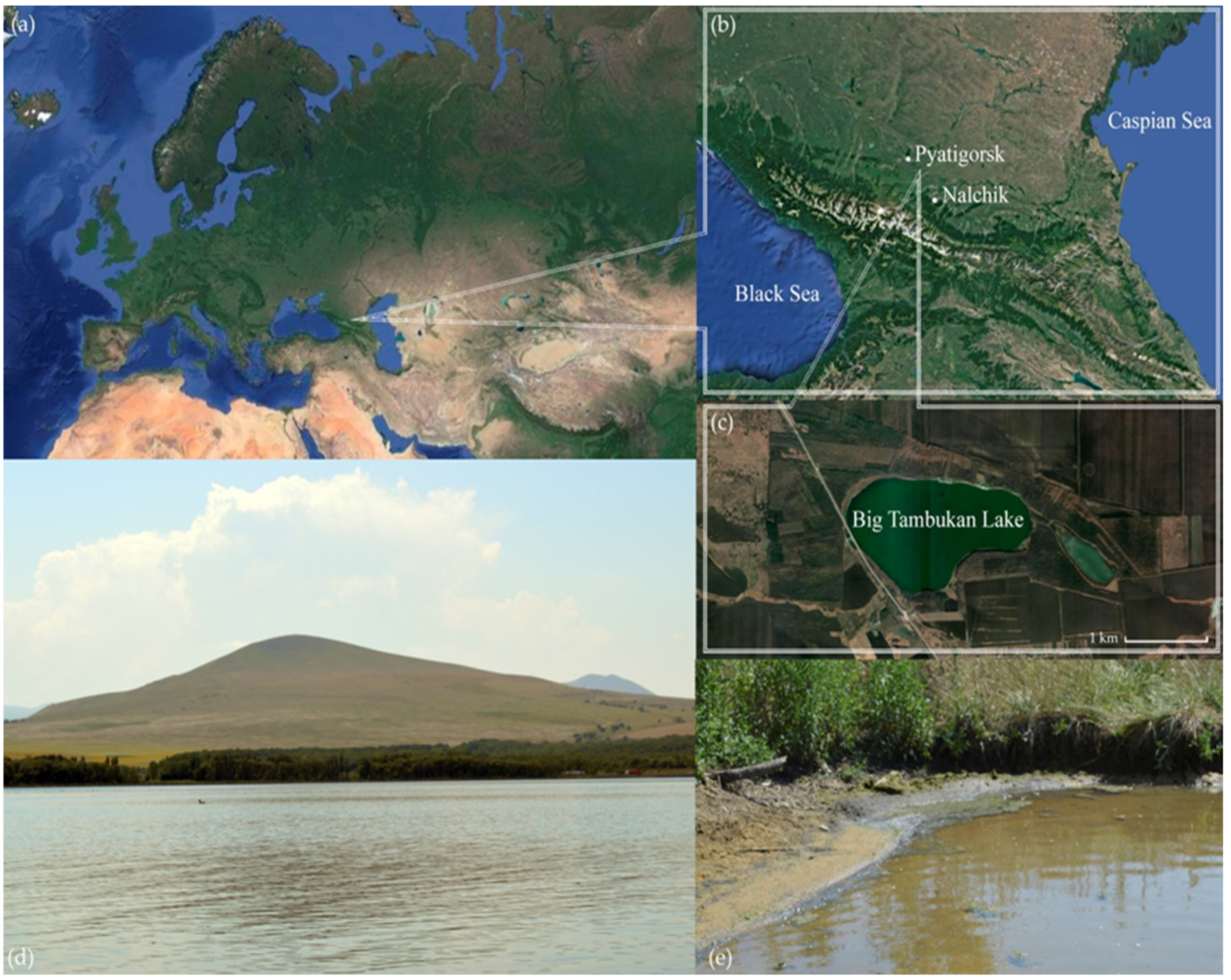 Microorganisms 11 02587 g001