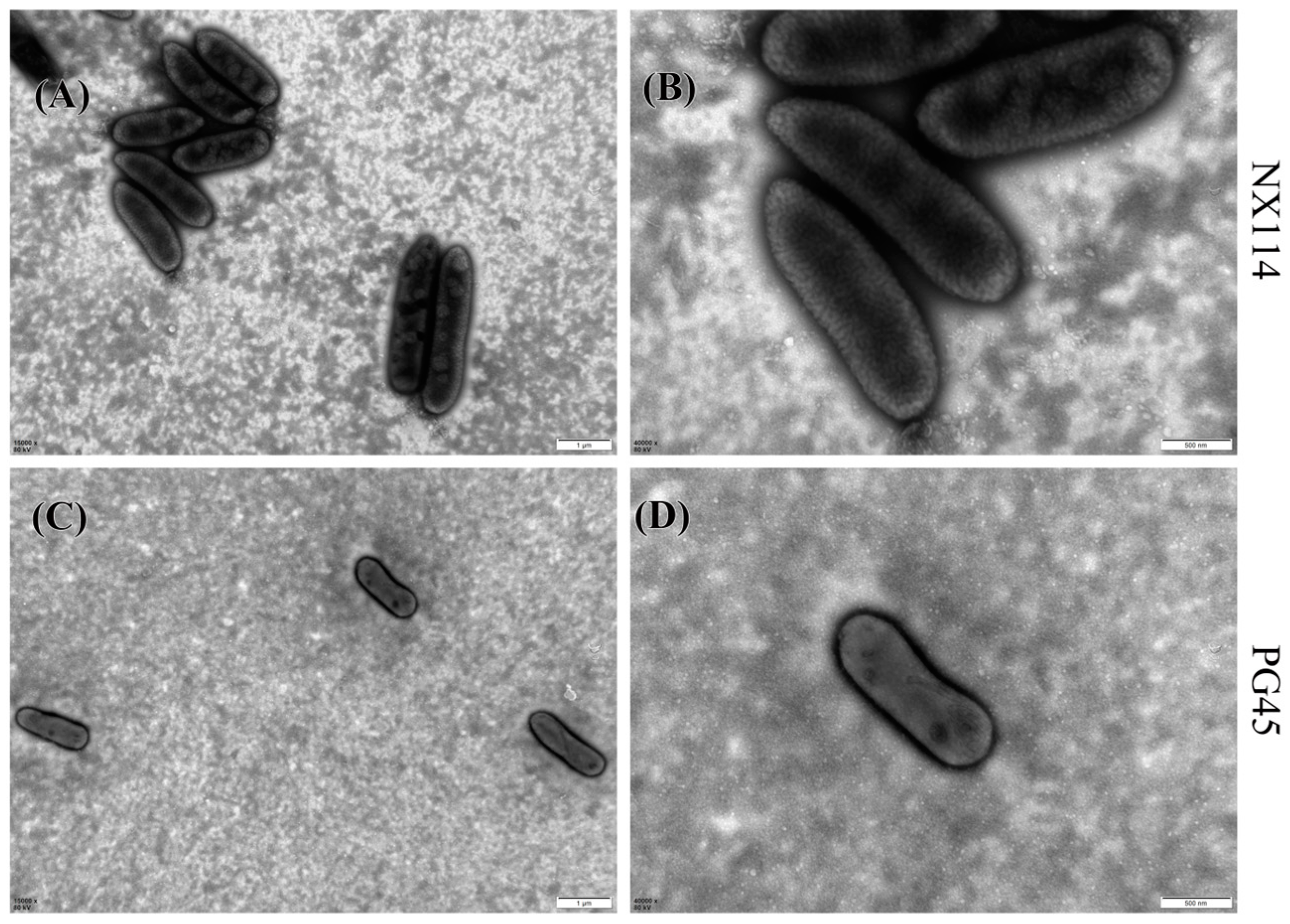 Microorganisms 11 02602 g001