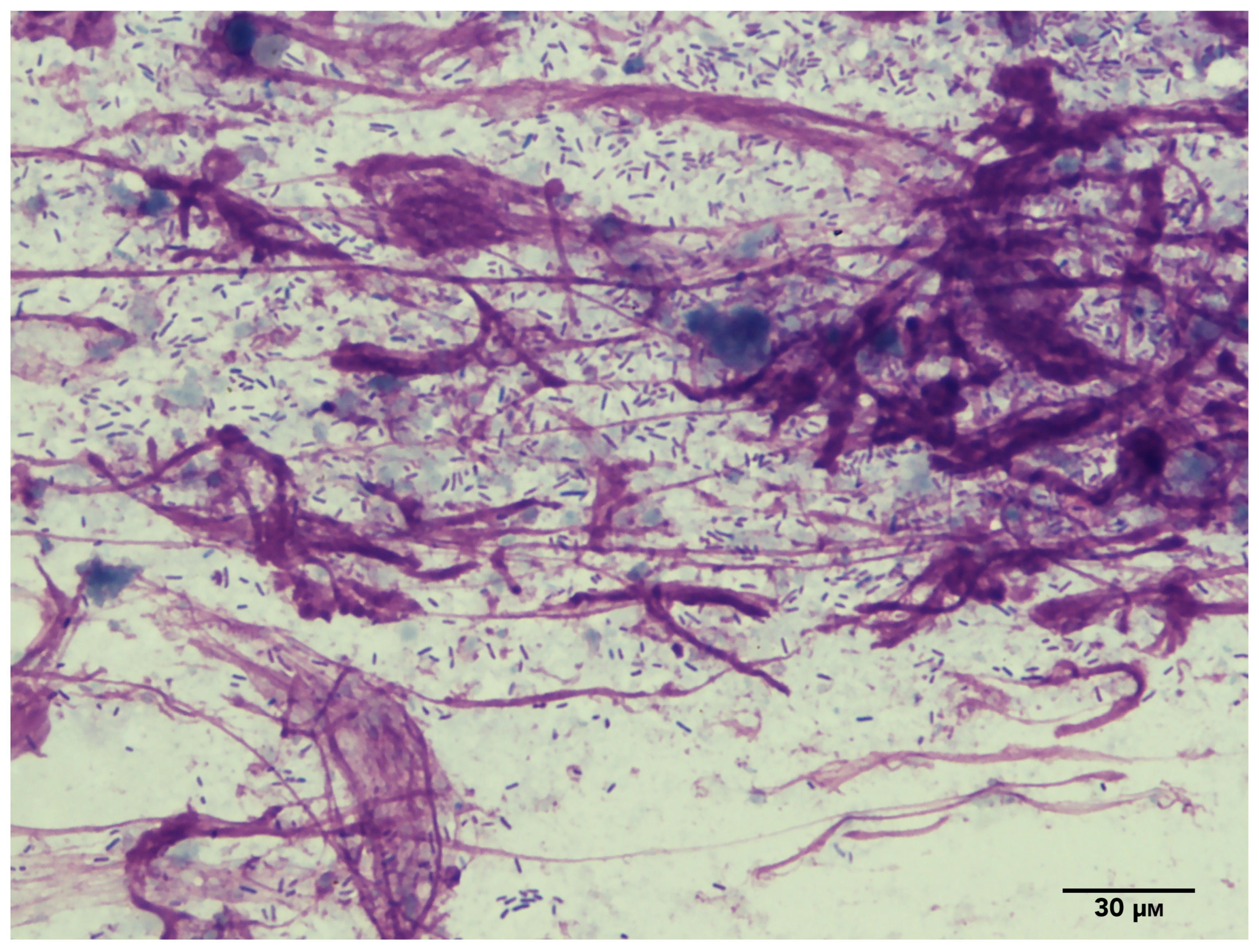 Microorganisms 11 02650 g001
