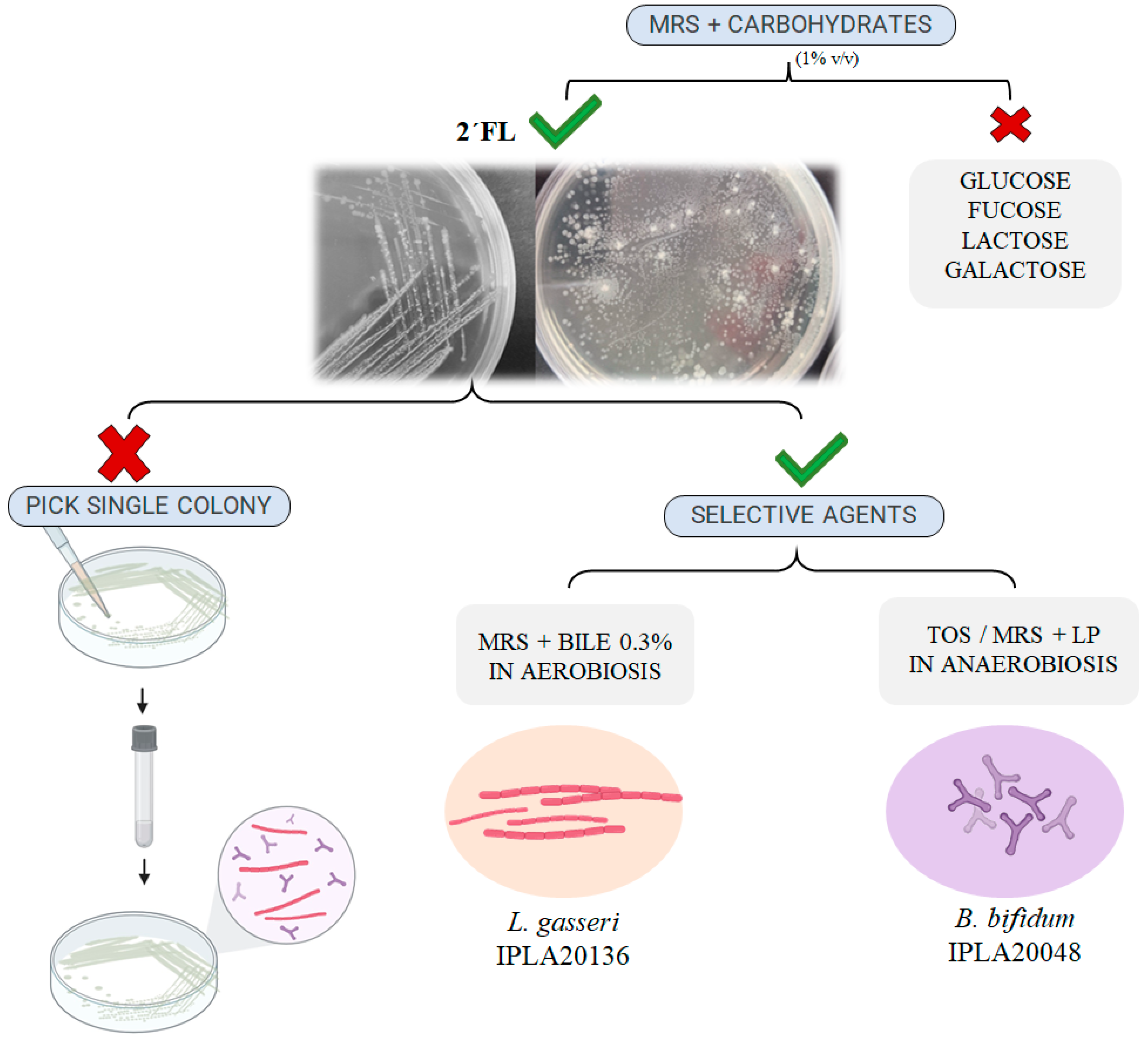 Microorganisms 11 02659 g001