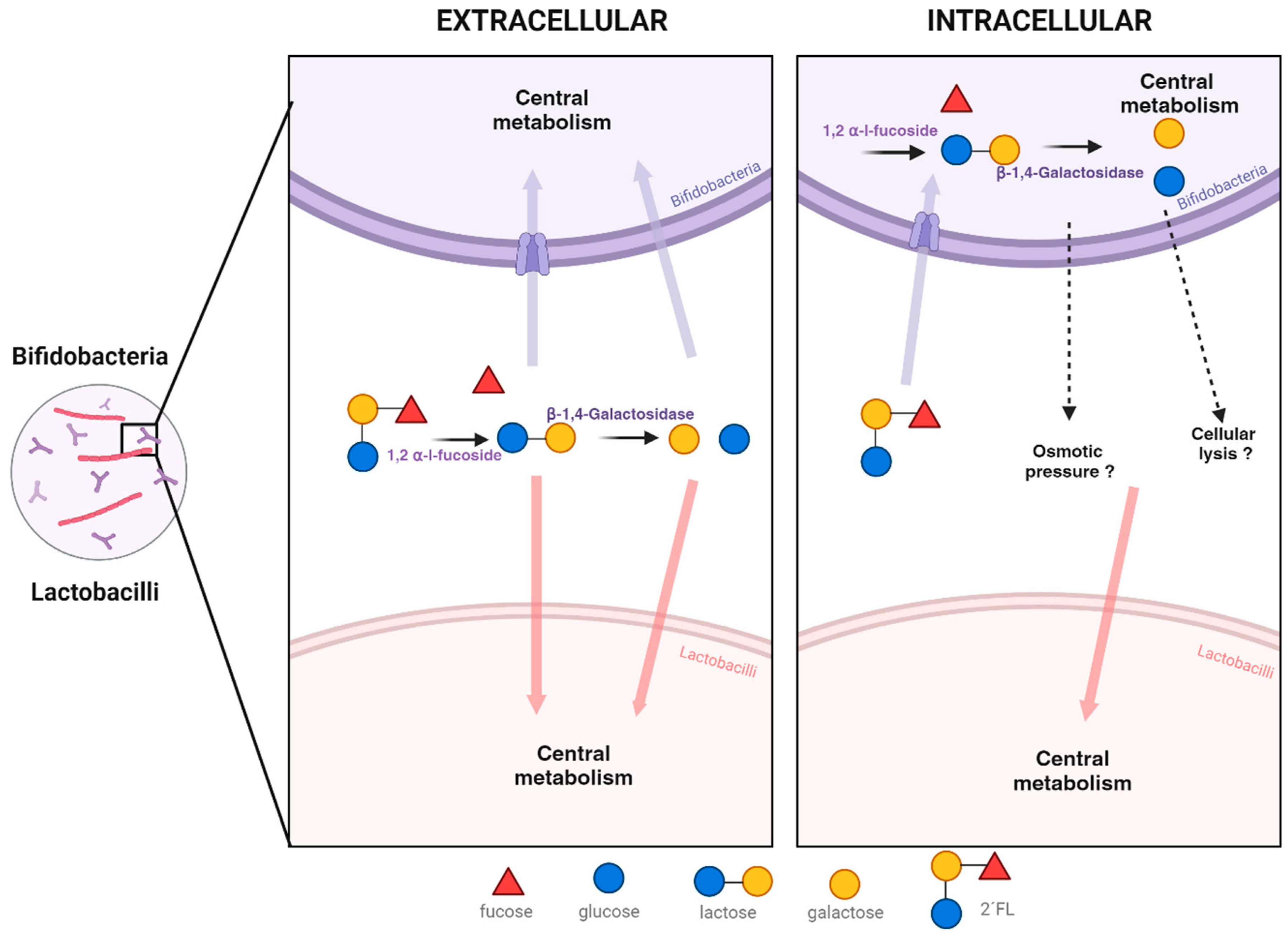 Microorganisms 11 02659 g004