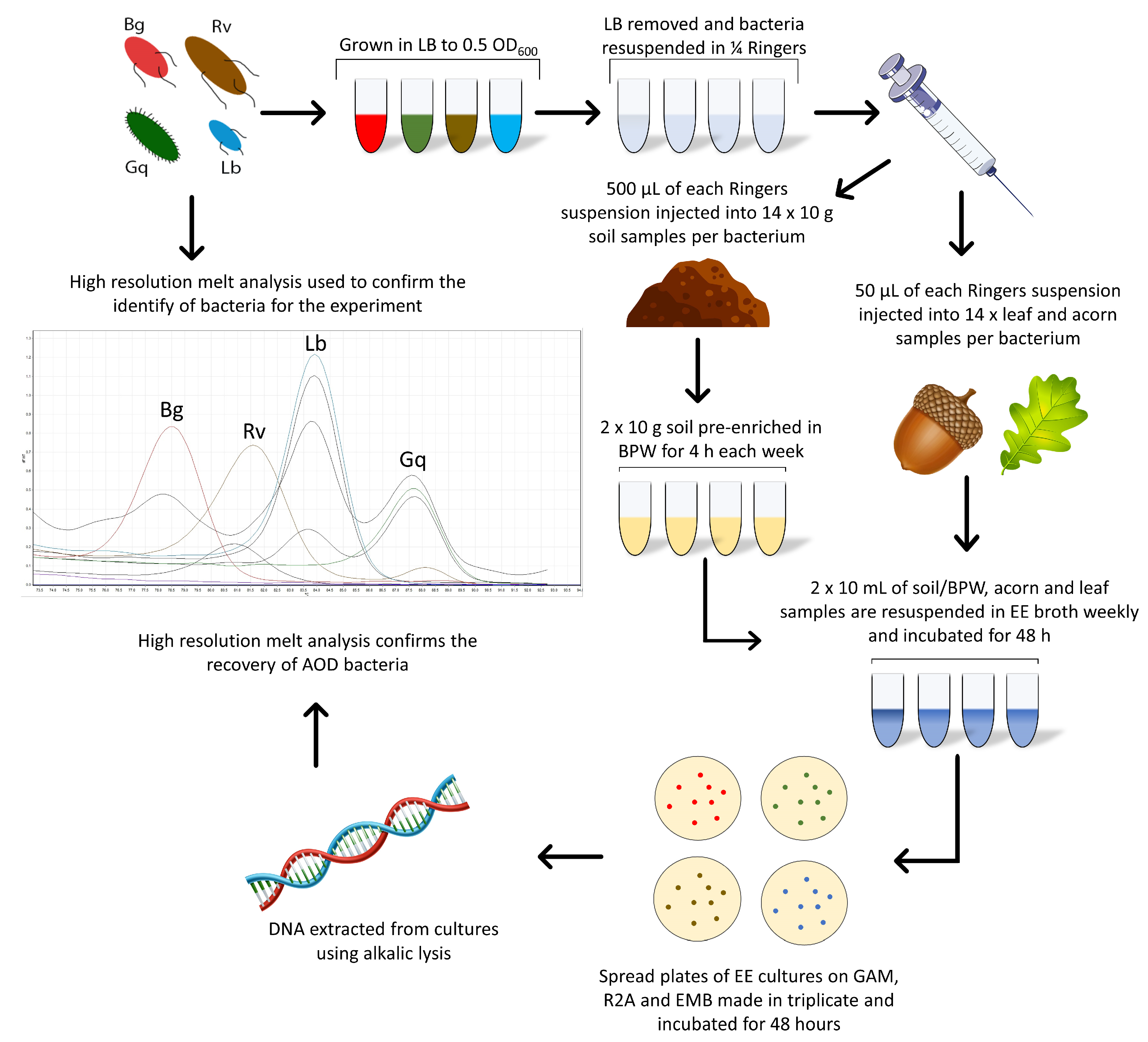 Microorganisms 11 02789 g001