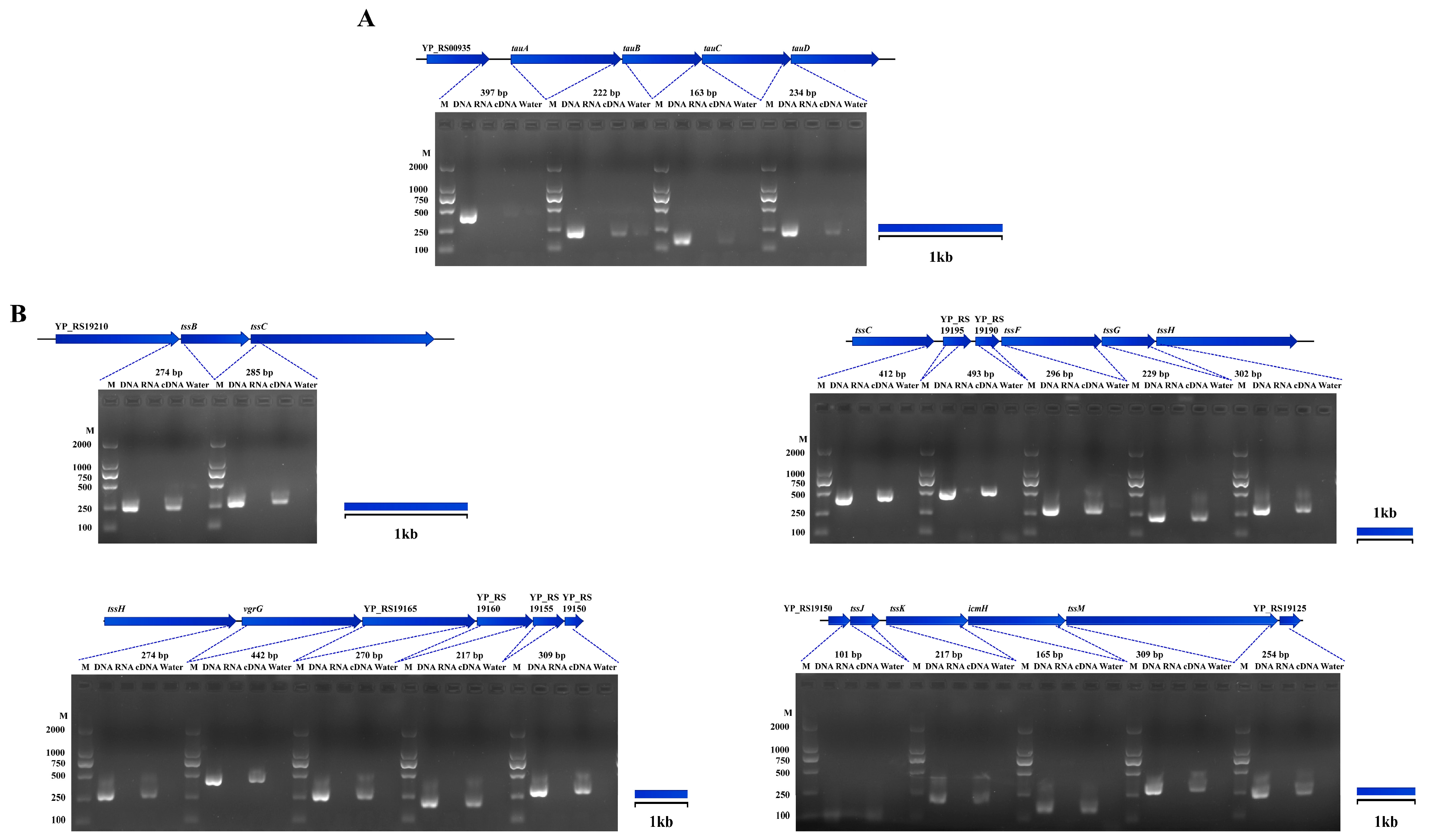 Microorganisms 11 02801 g007