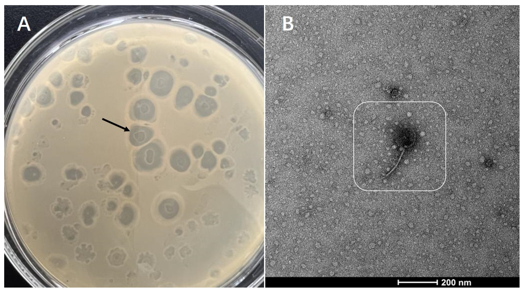 Microorganisms 11 02822 g001