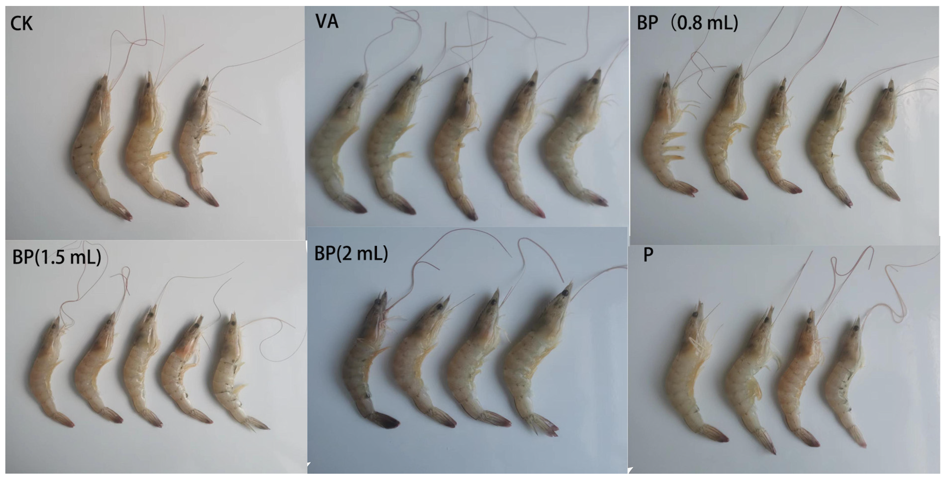 Microorganisms 11 02822 g007