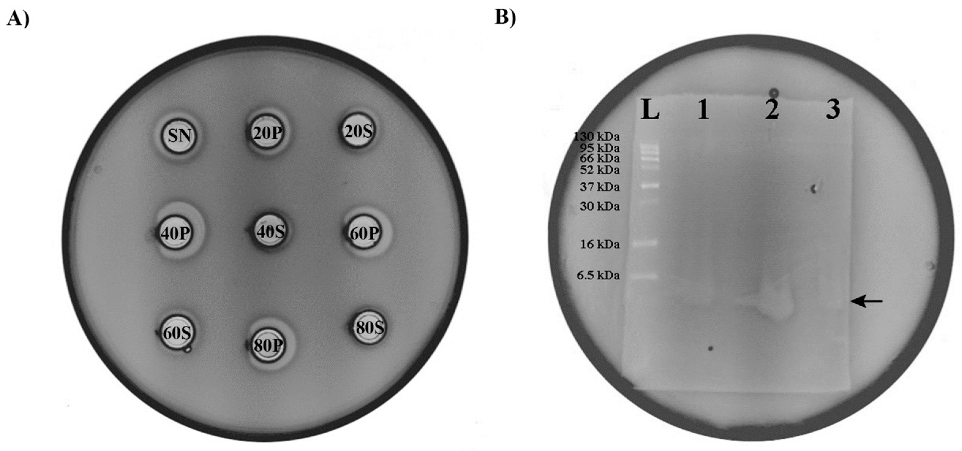 Microorganisms 11 02844 g006